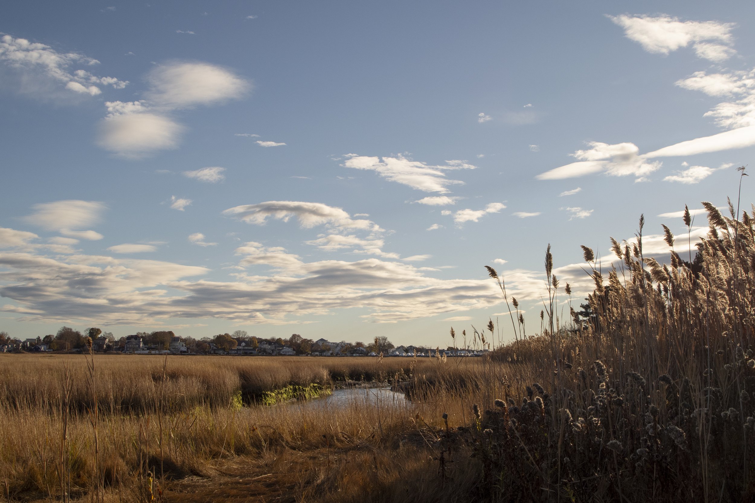 Boston Urban Wild 01-03, Belle Isle Marsh, East Boston