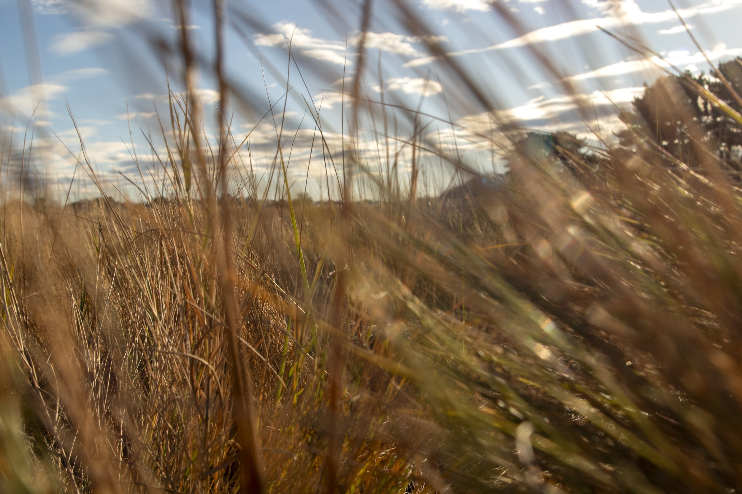 Boston Urban Wild 01-03, Belle Isle Marsh, East Boston