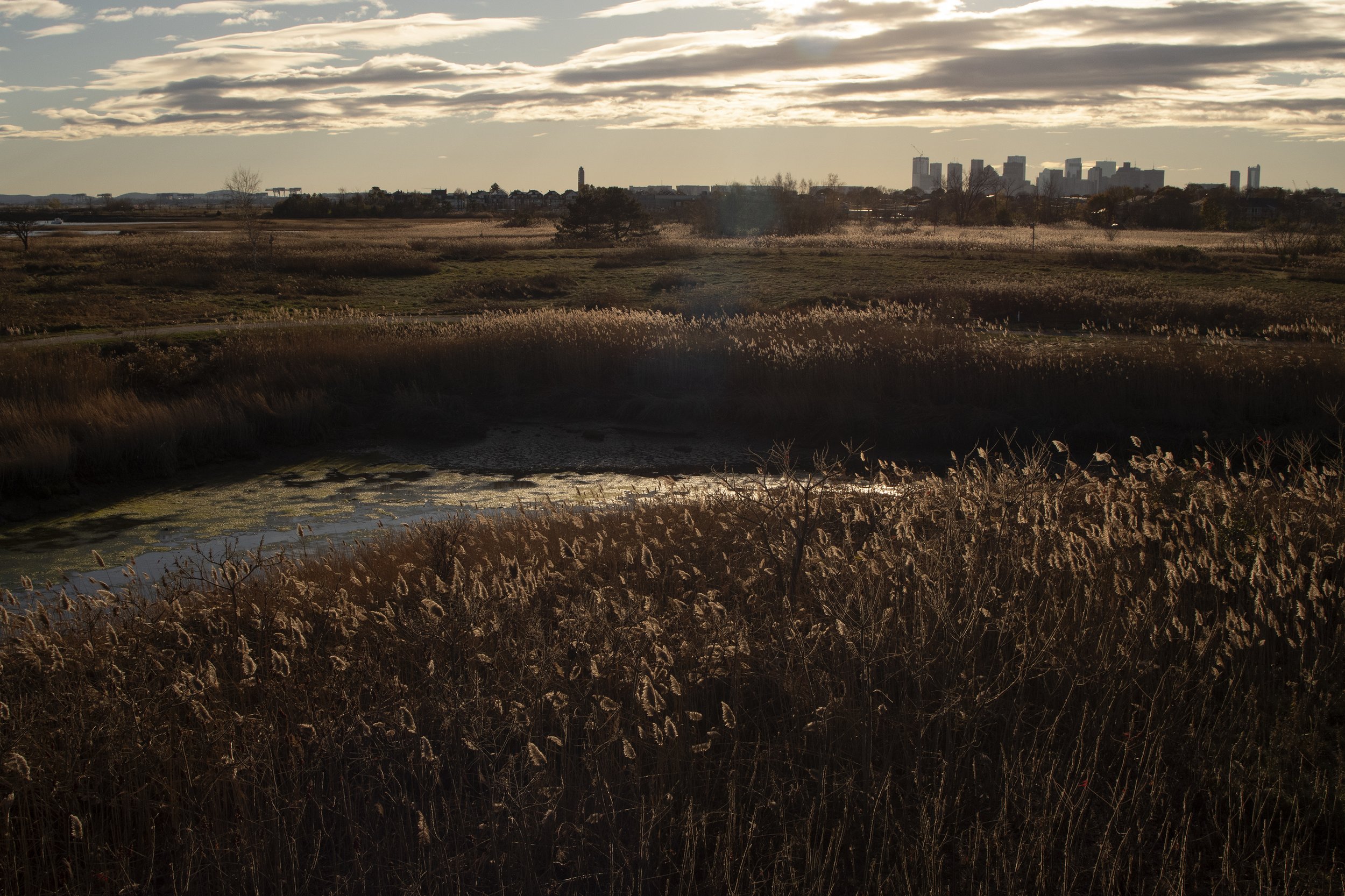 Boston Urban Wild 01-03, Belle Isle Marsh, East Boston