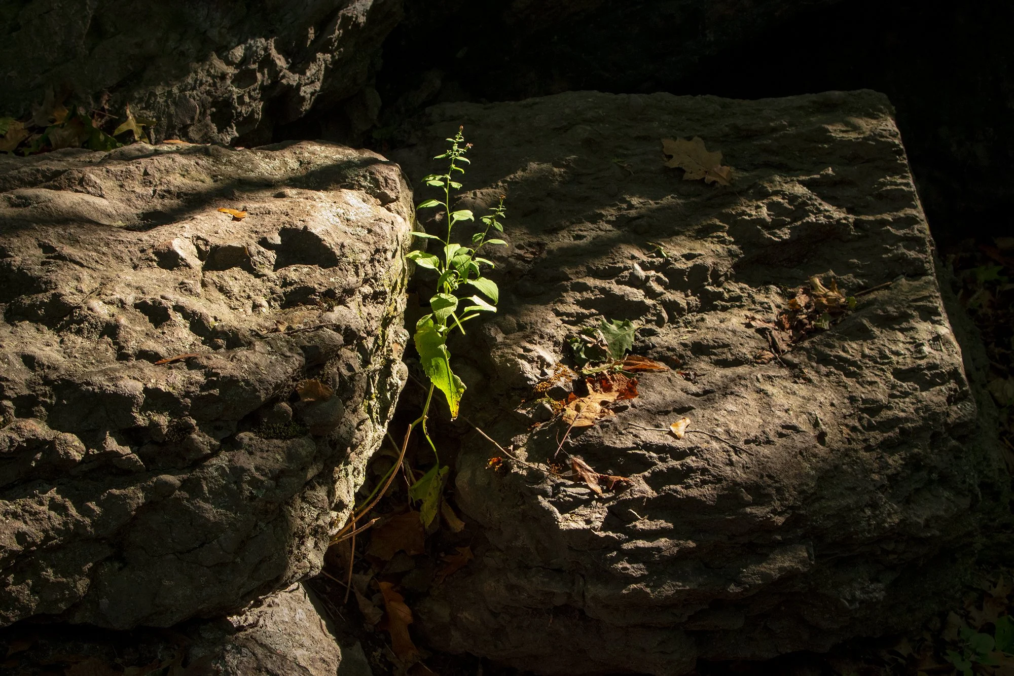 Geneva Cliffs Urban Wild (Dorchester)