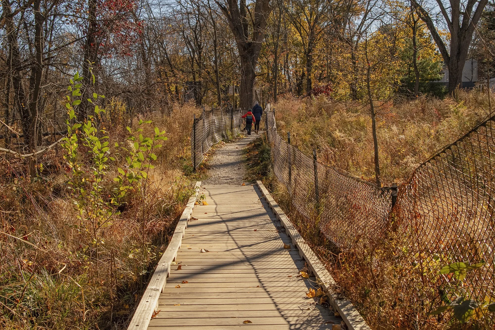 Roslindale Wetlands Urban Wild (Roslindale) 