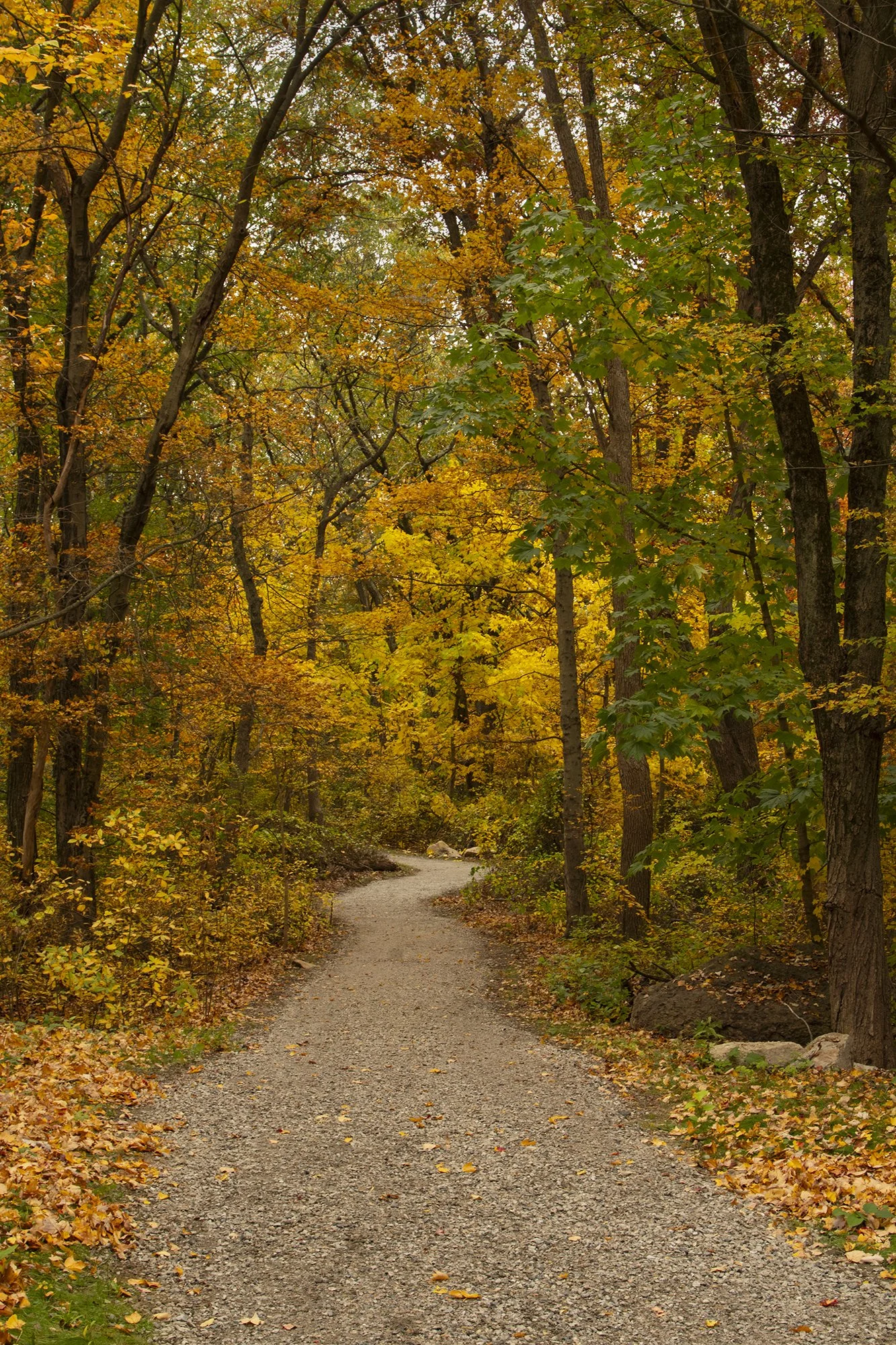 Mattahunt Woods Urban Wild (Mattapan)