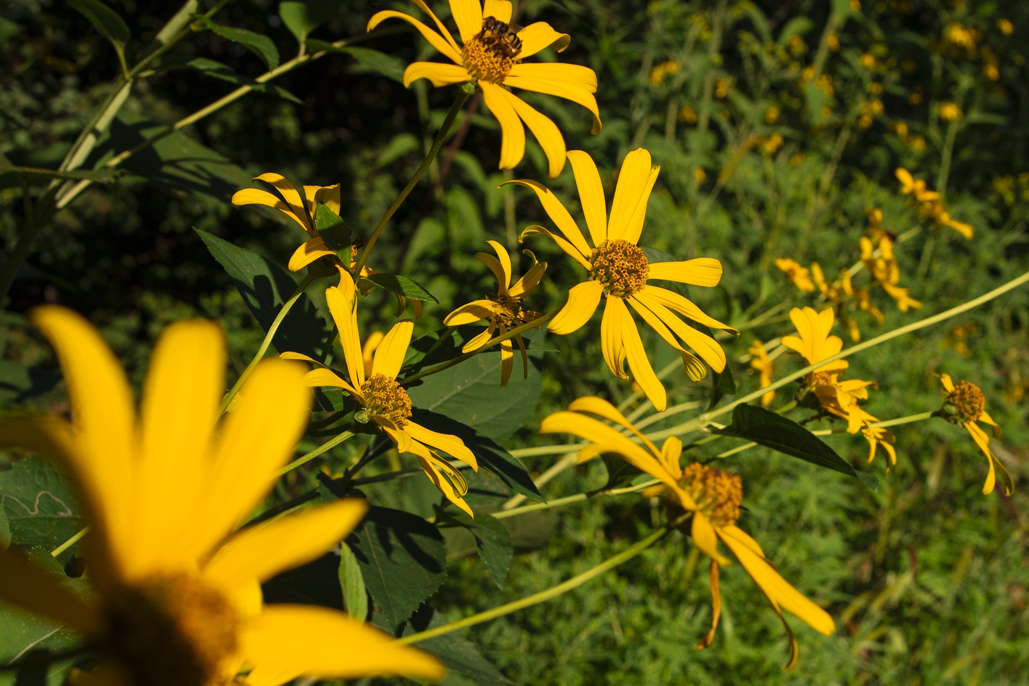 Deforest Street Urban Wild (Hyde Park)