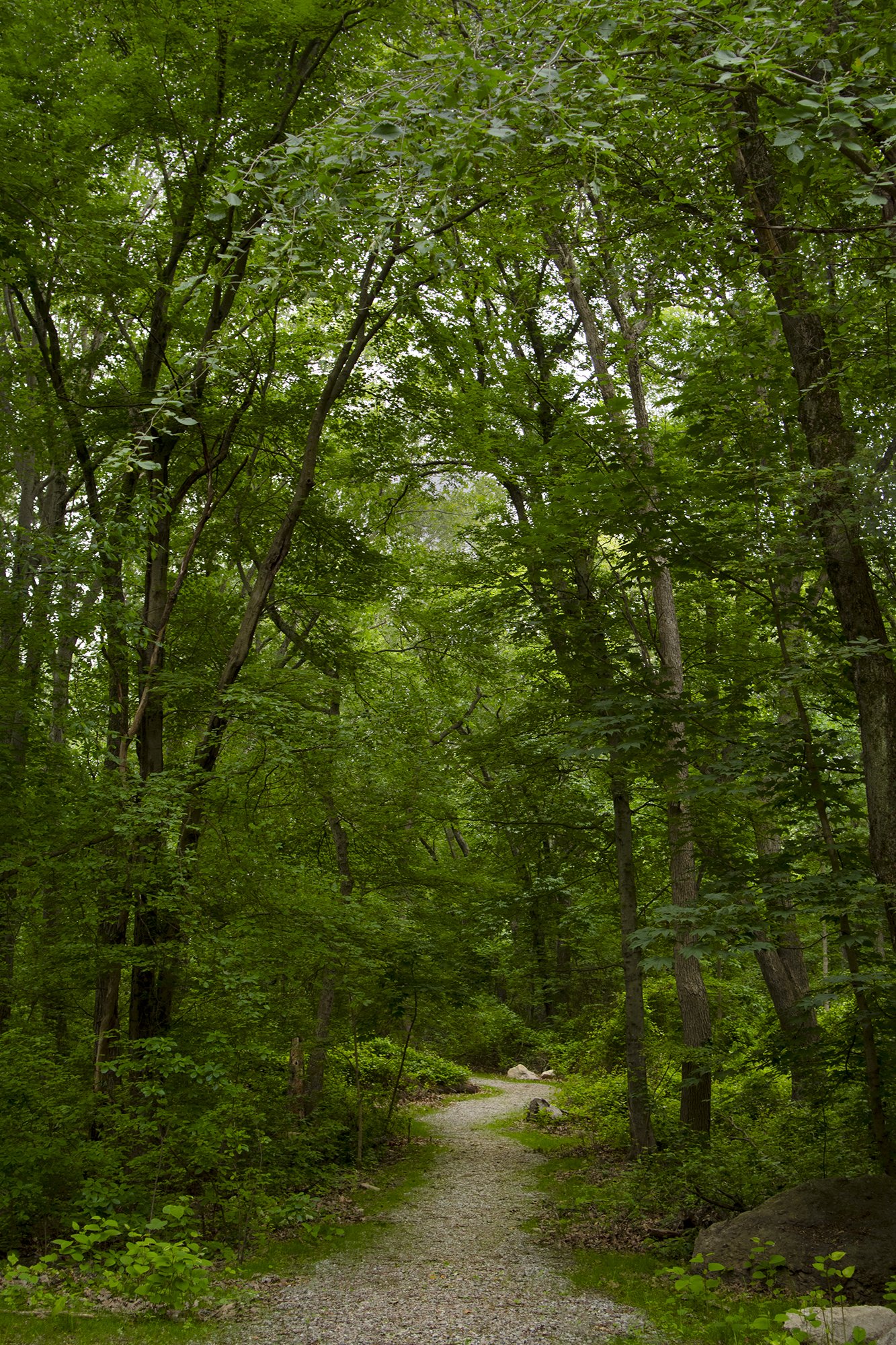 Mattahunt Woods Urban Wild (Mattapan)