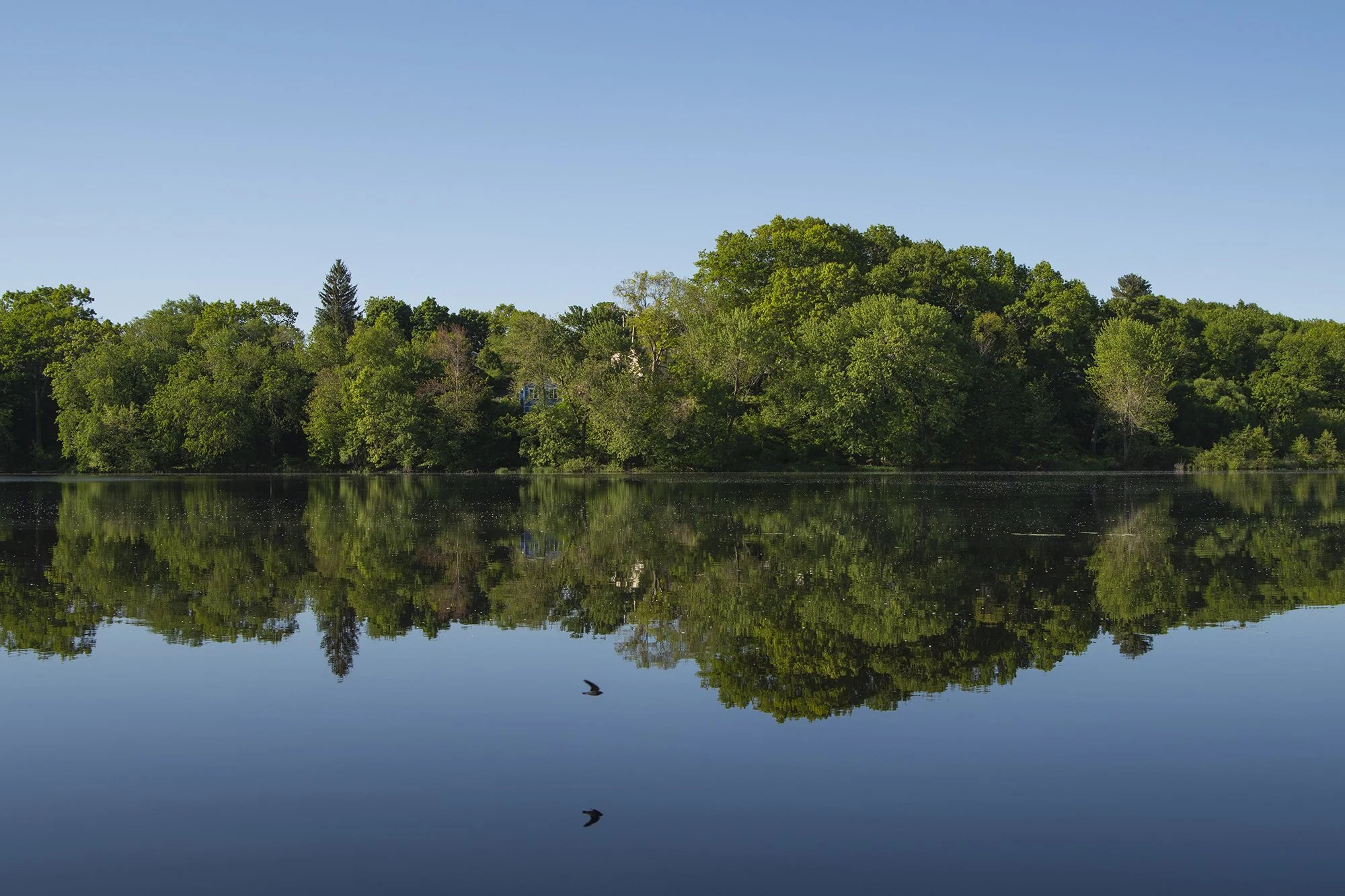 Rivermoor Urban Wild (West Roxbury)