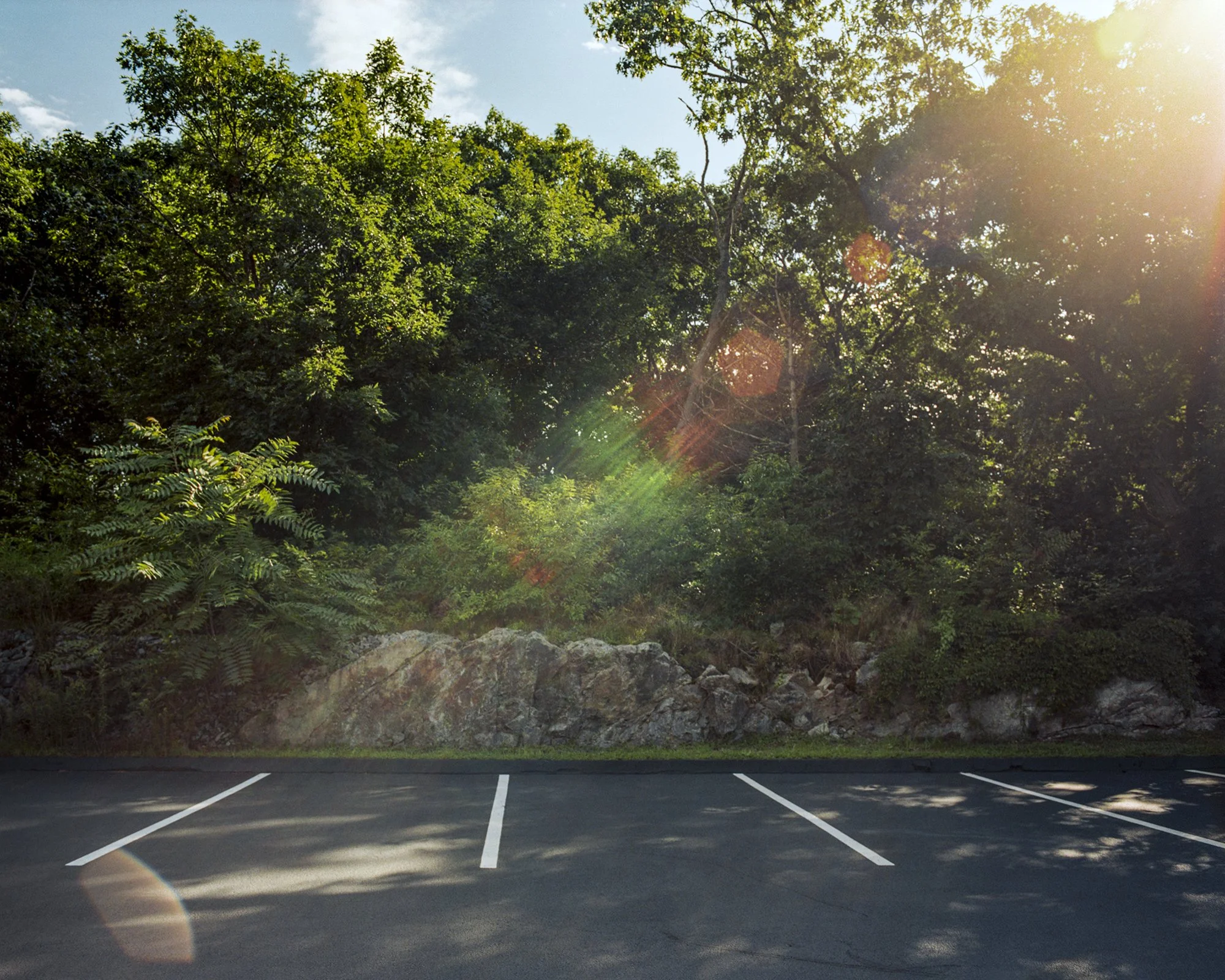 Dunbarton Woods Urban Wild (West Roxbury)