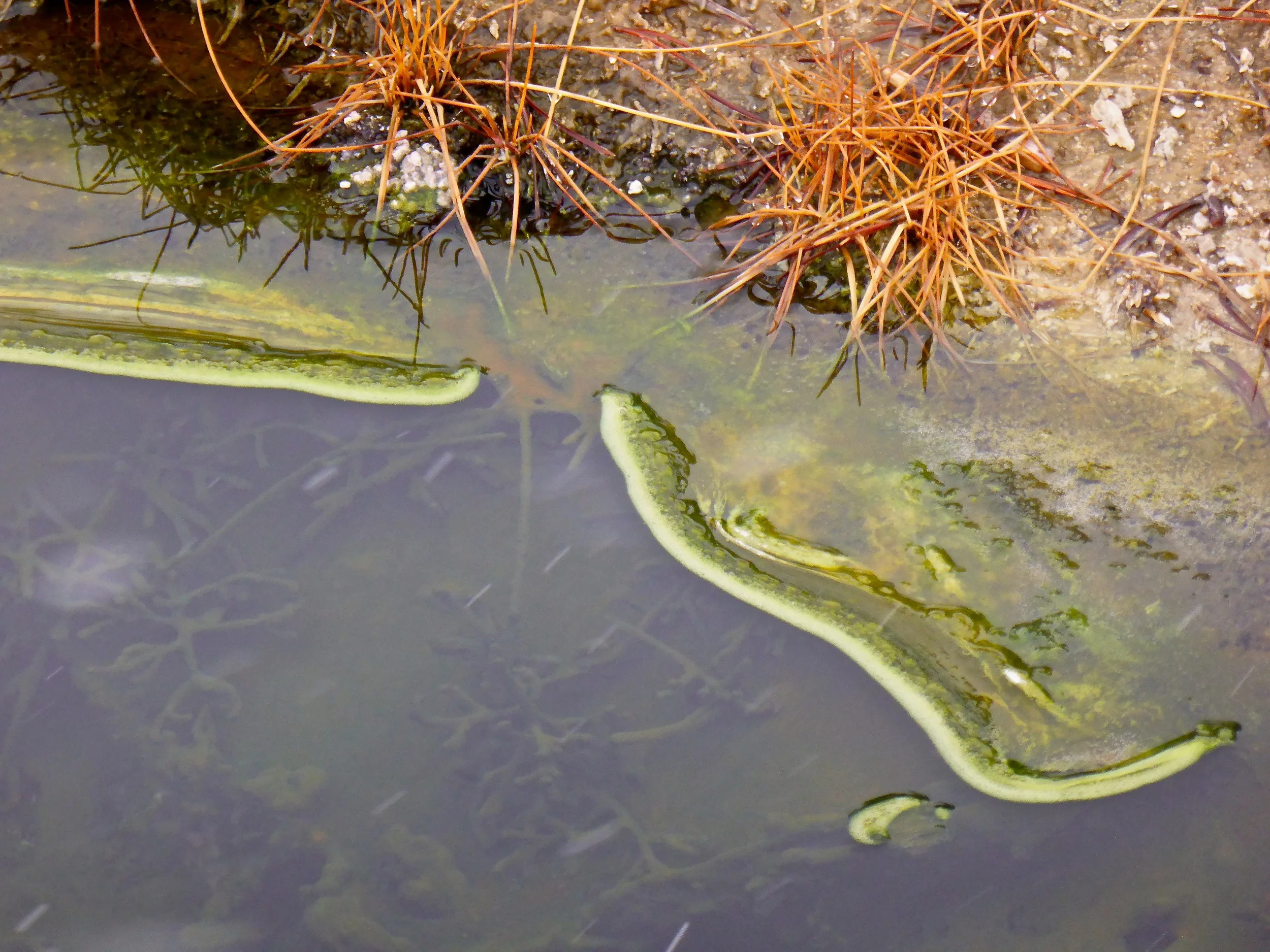 Flat light on days like this, while not the best for grand landscape photography, is excellent for colorful detail shots like the edge of this warm spring. The green algae and red/brown grass really 'pop' in grey light.
