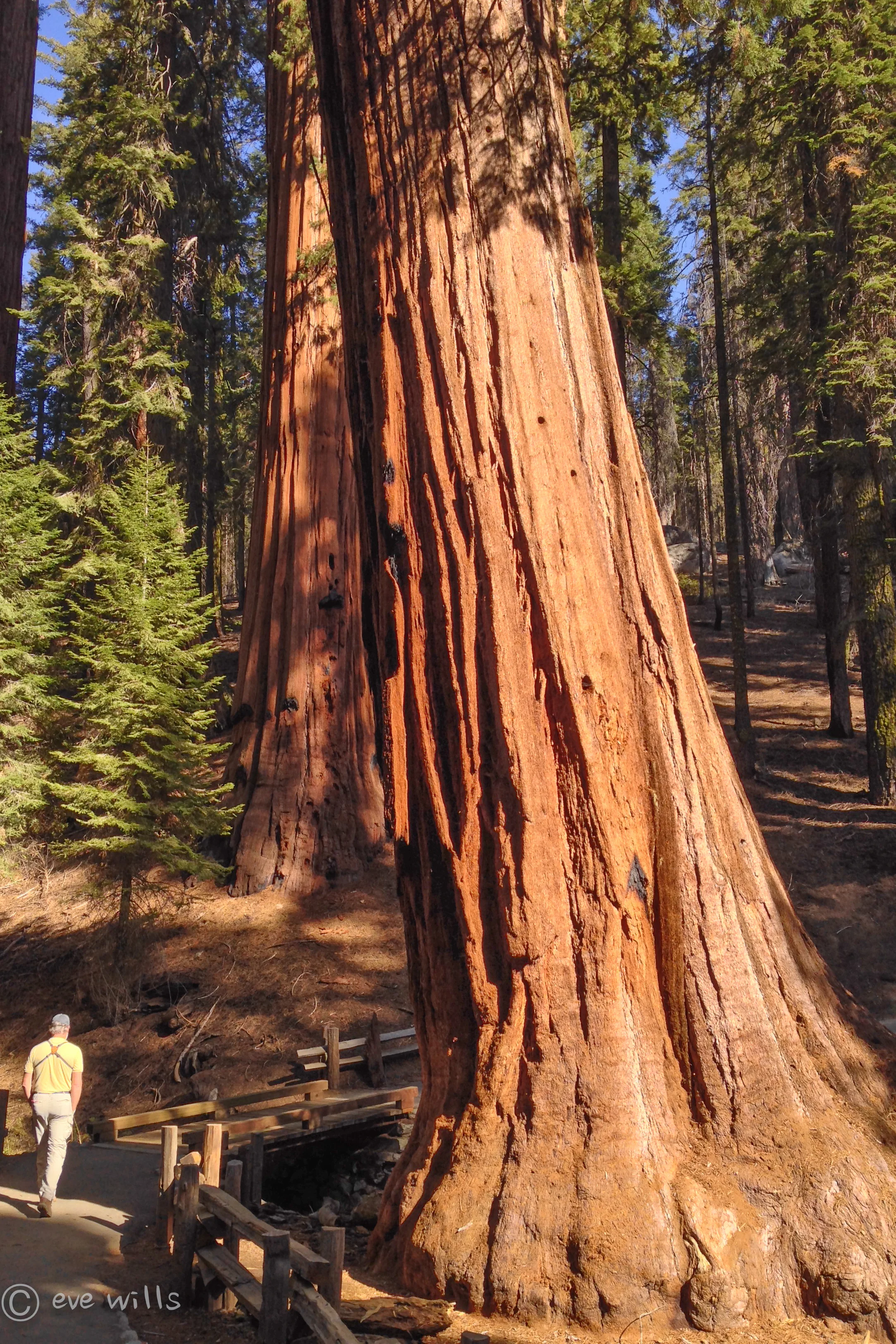 Ancient Giant Sequoias dwarf even Kurt - A humbling experience. (And we all know Kurt needs humbling)