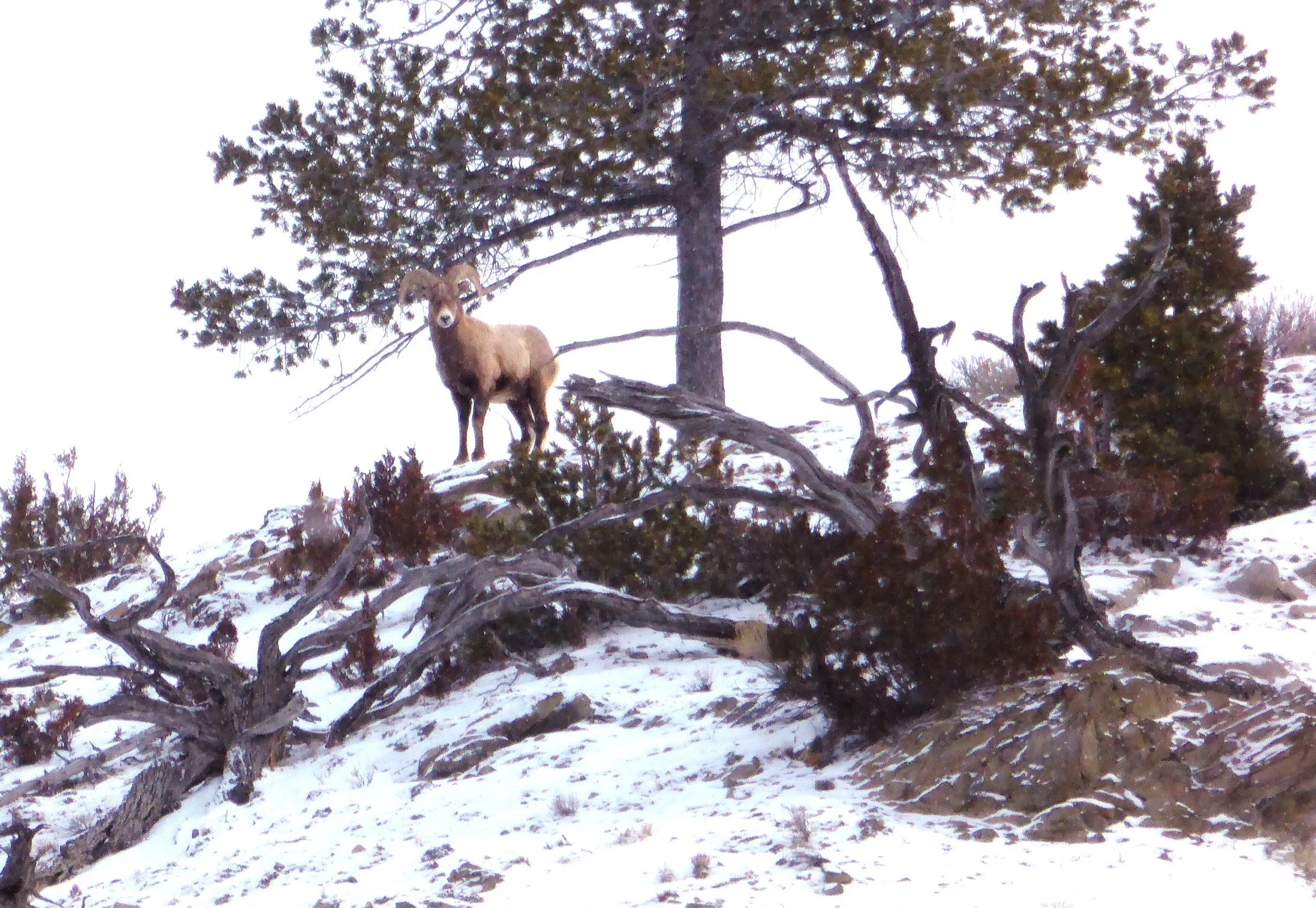 HBighorn sheep are often hard to find much of the year. Disease issues being a large part of what controls thier population. Winter, however, increases your chances of encountering a fairly large ram, like this one in Gardiner Canyon. He was part of a herd of eleven animals. 