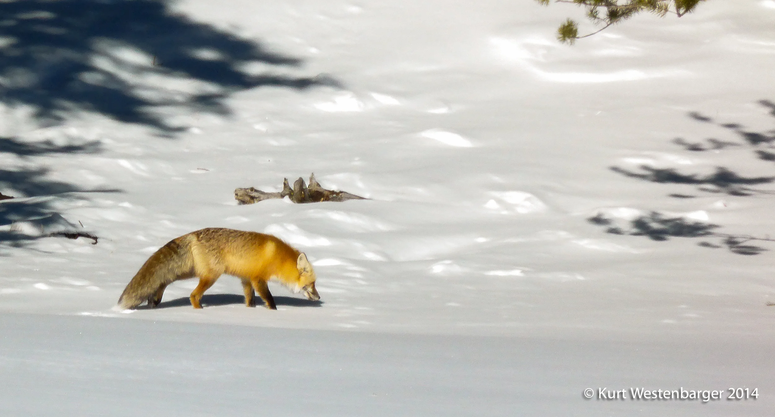 Seeing a fox in Yellowstone is a special treat. This season we saw nine of these gorgeous critters.