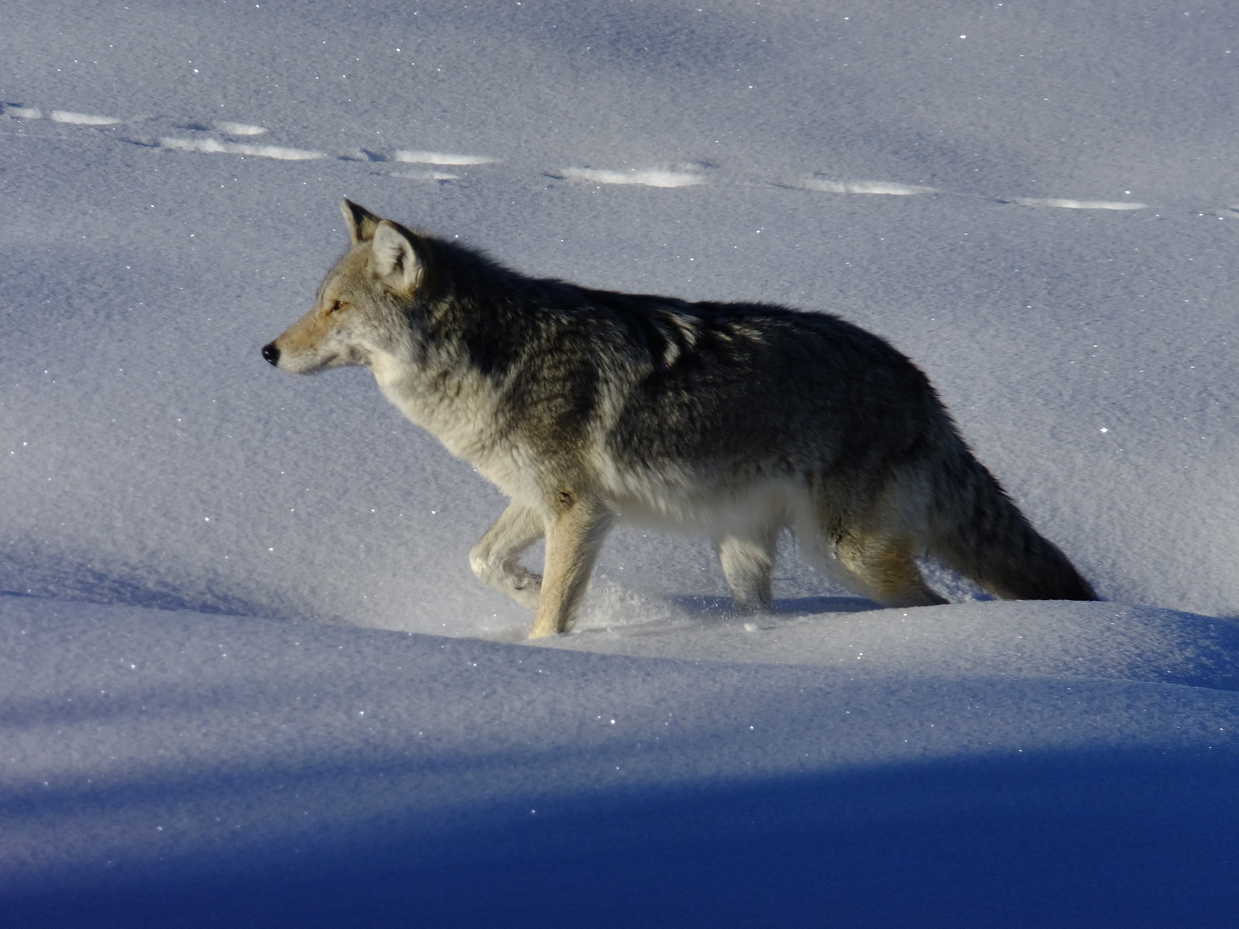 Coyote, Yellowstone NP