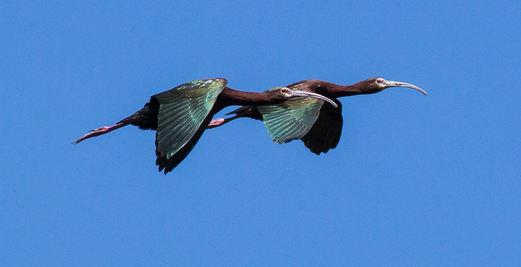 Bald Faced Ibis, Red Rock Lakes NWR