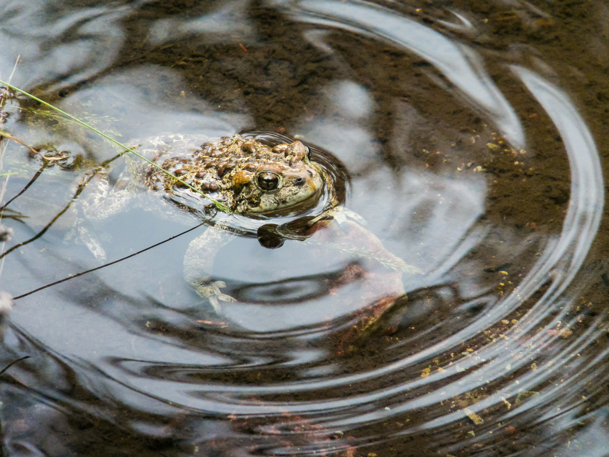 Western Boreal Toad, Glacier NP