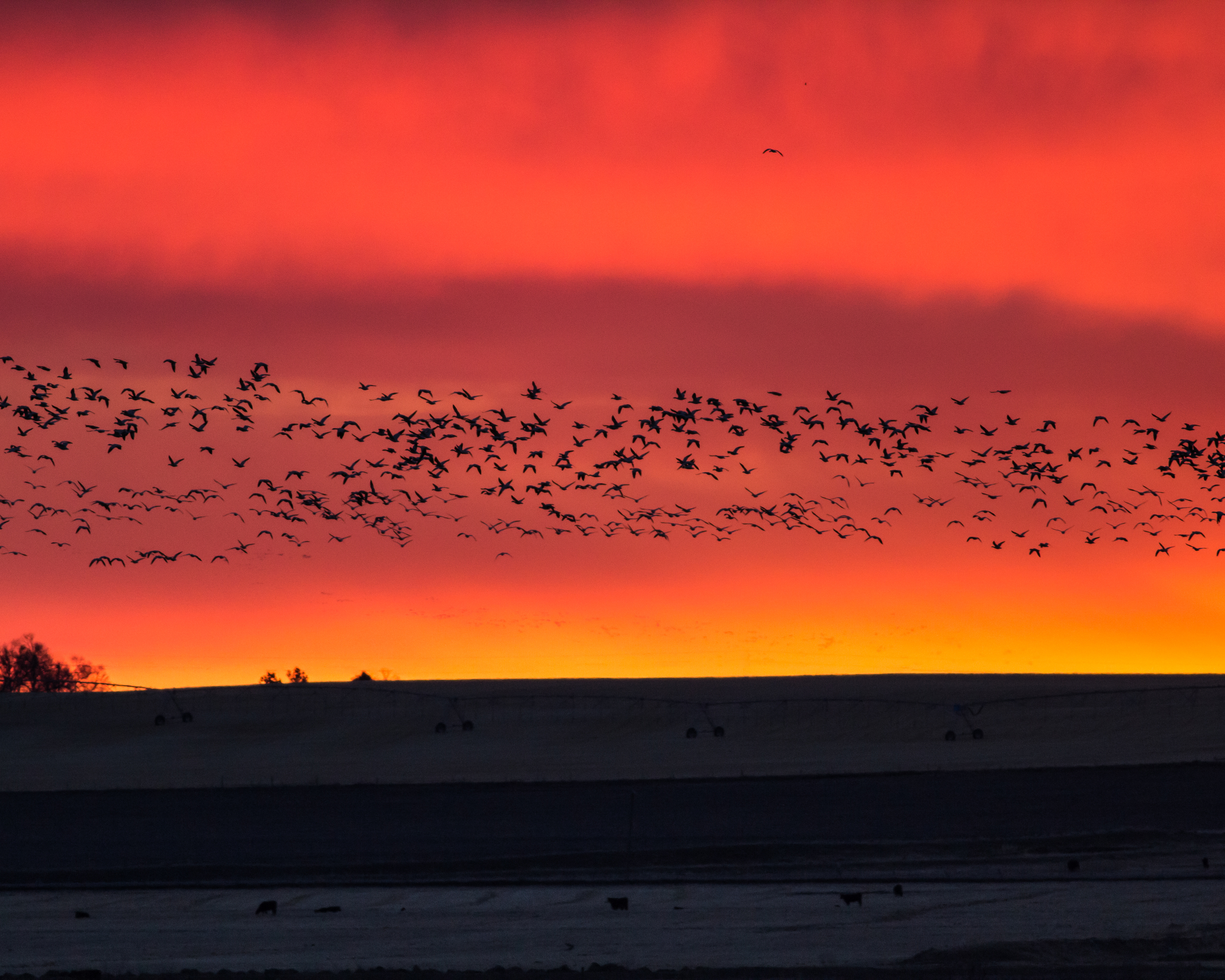 Snow Geese at Sunset, Freezeout Lake NWR