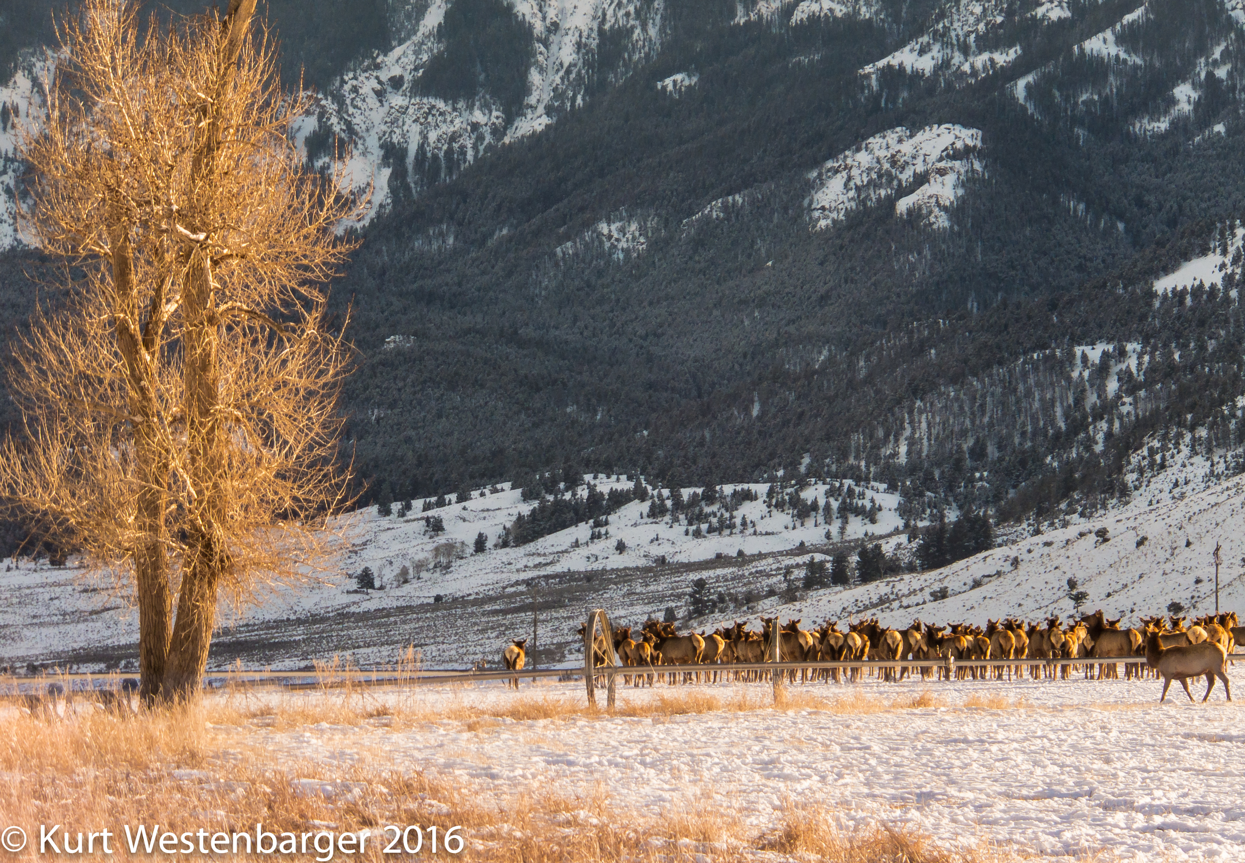 160117_NGE Yellowstone Photo_005.jpg