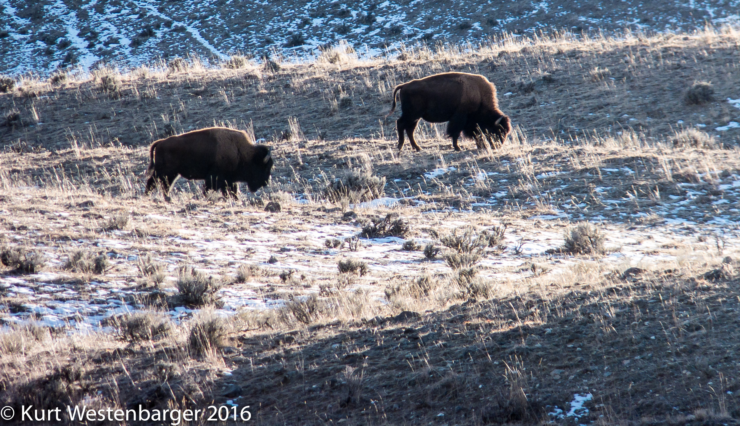  Bison at sunset. Fujifilm F900EXR 