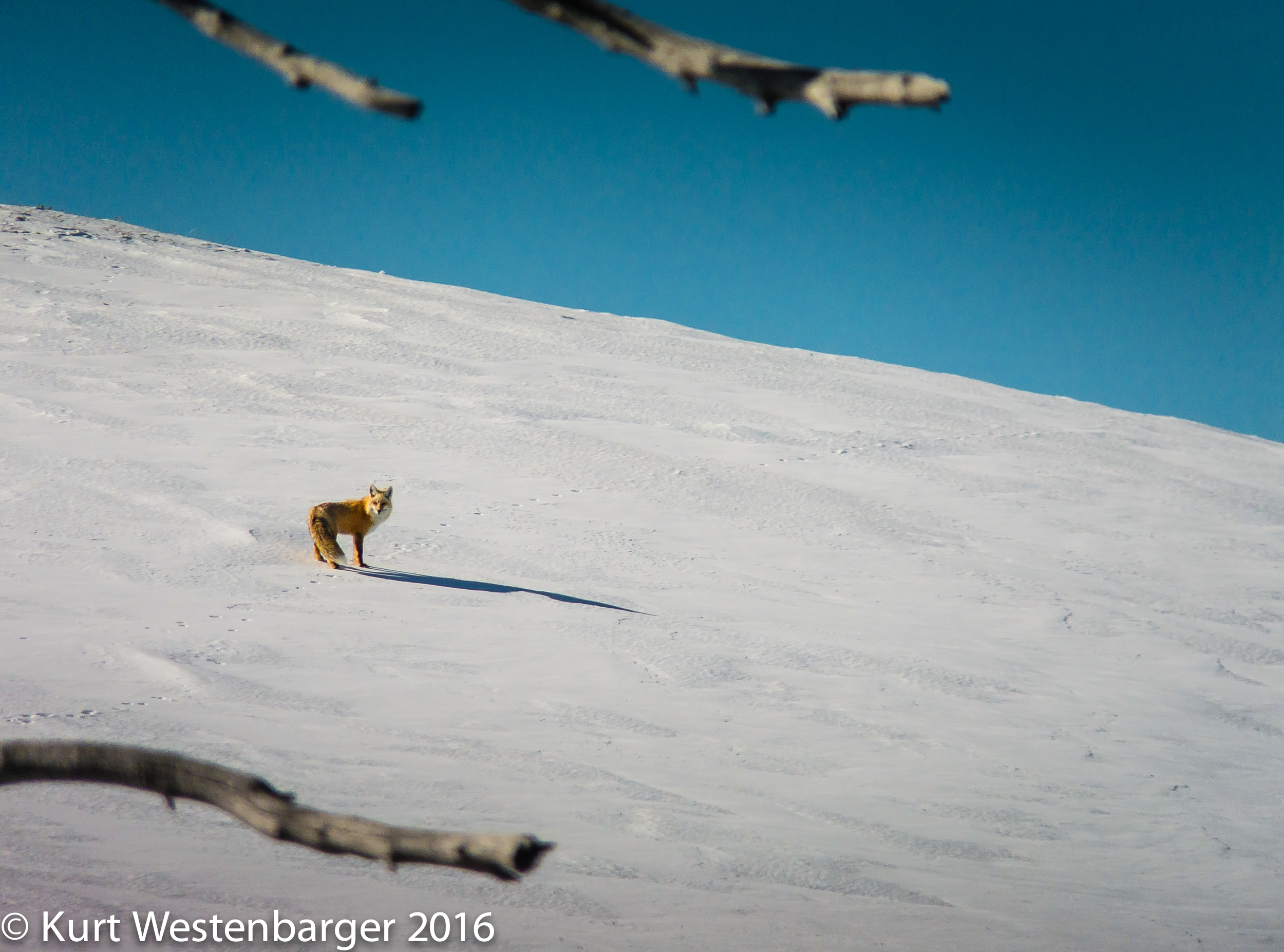 So ... I was trying to get a photo of snow texture when this stupid fox photo-bombed me!