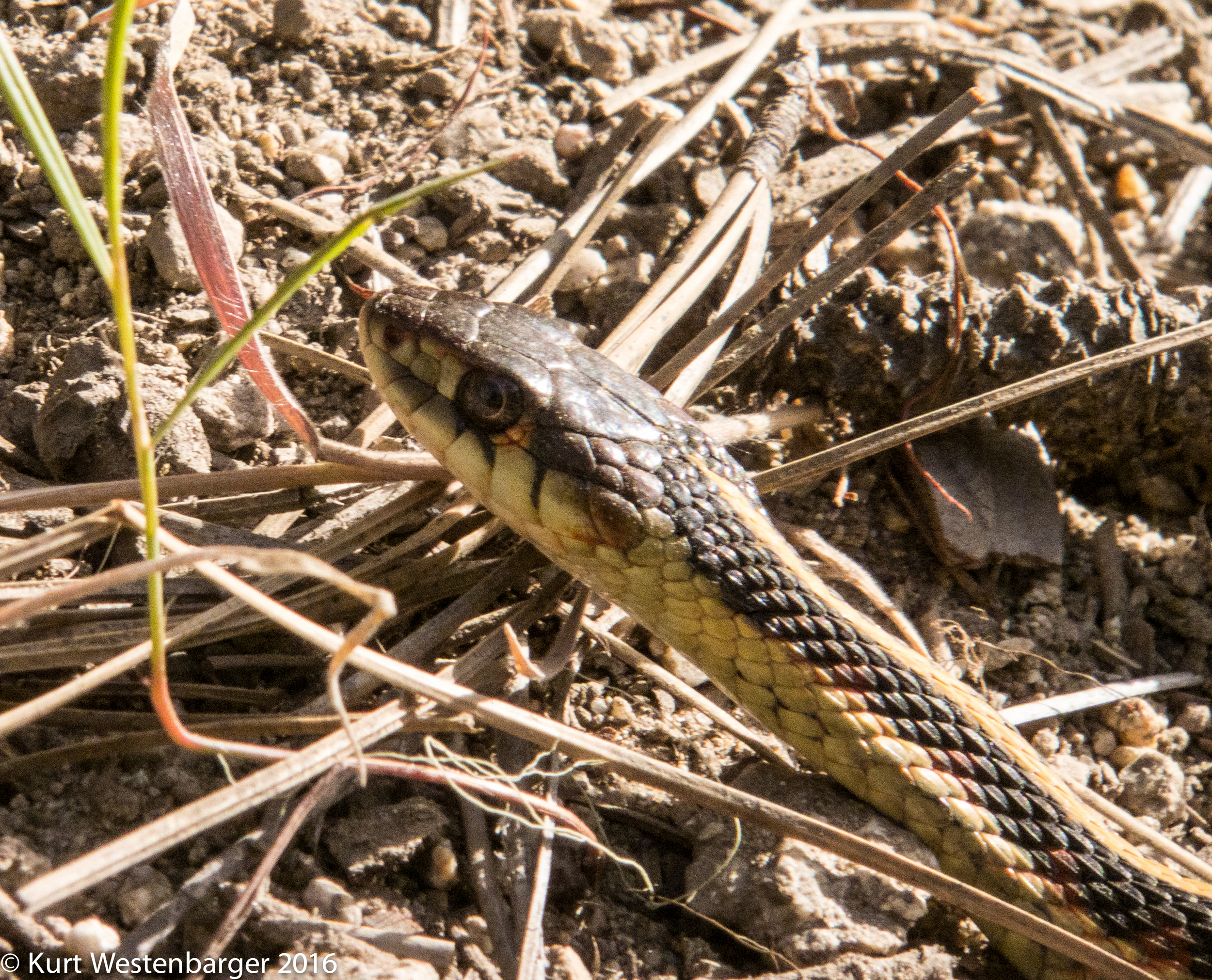 This garter snake is one of several wildlife species we saw, or saw sign of, during our hike.