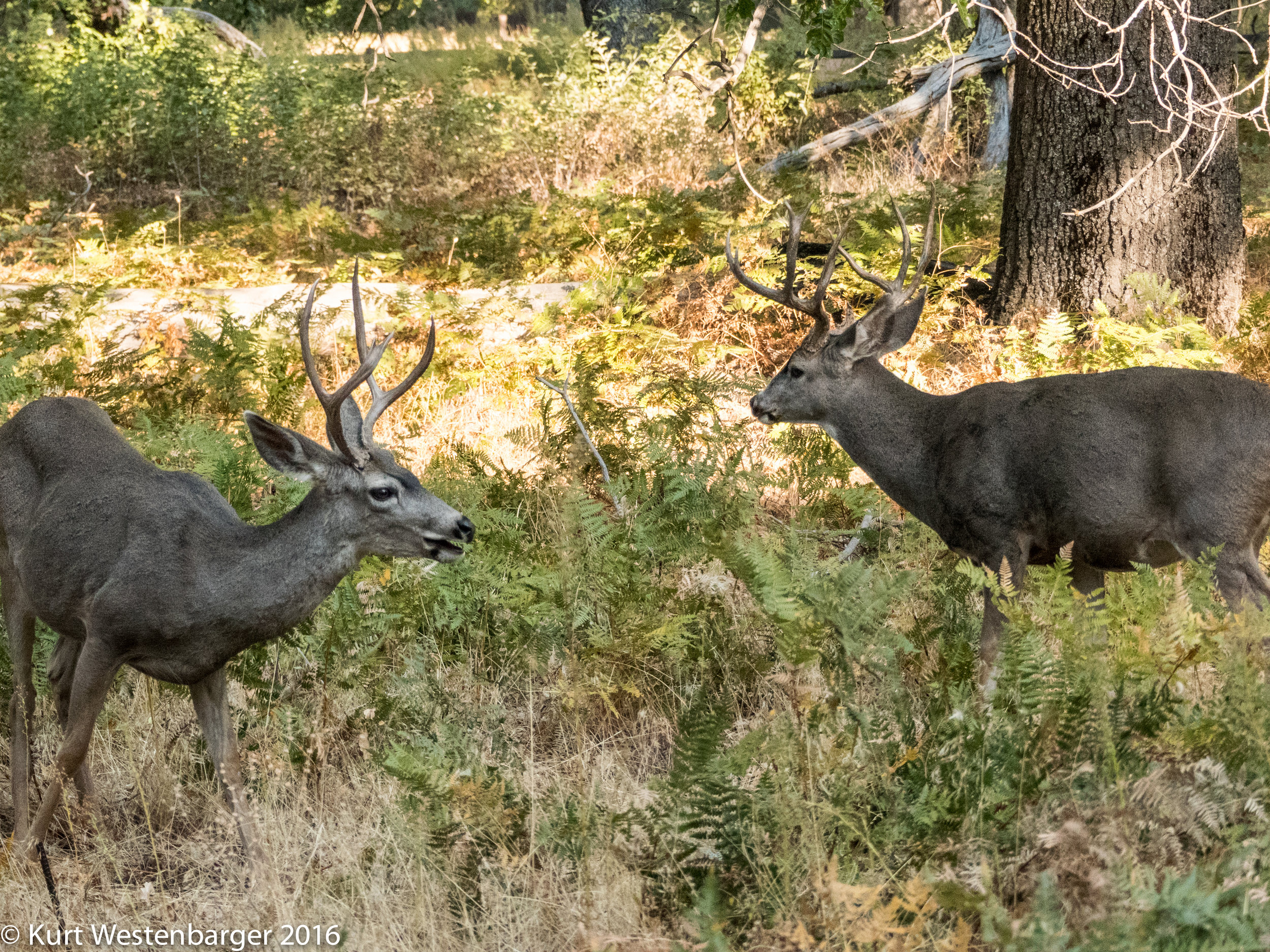 160929_Seaons Yosemite 092516_064.jpg