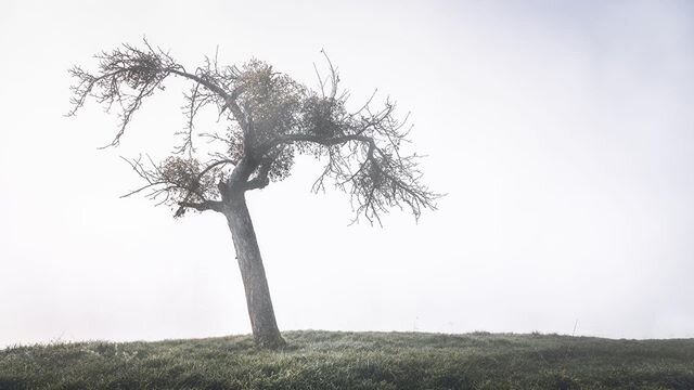 Mist can hinder your sight... but it can also clear your view...
#mist #fog #tree #letsgosomewhere #outdoor #belgium #topofthehill #clearview #mindfulness #tranquility