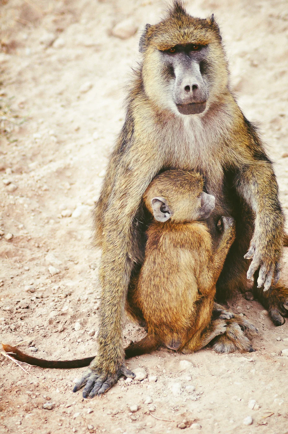 Baboon Mommyed2-2.jpg