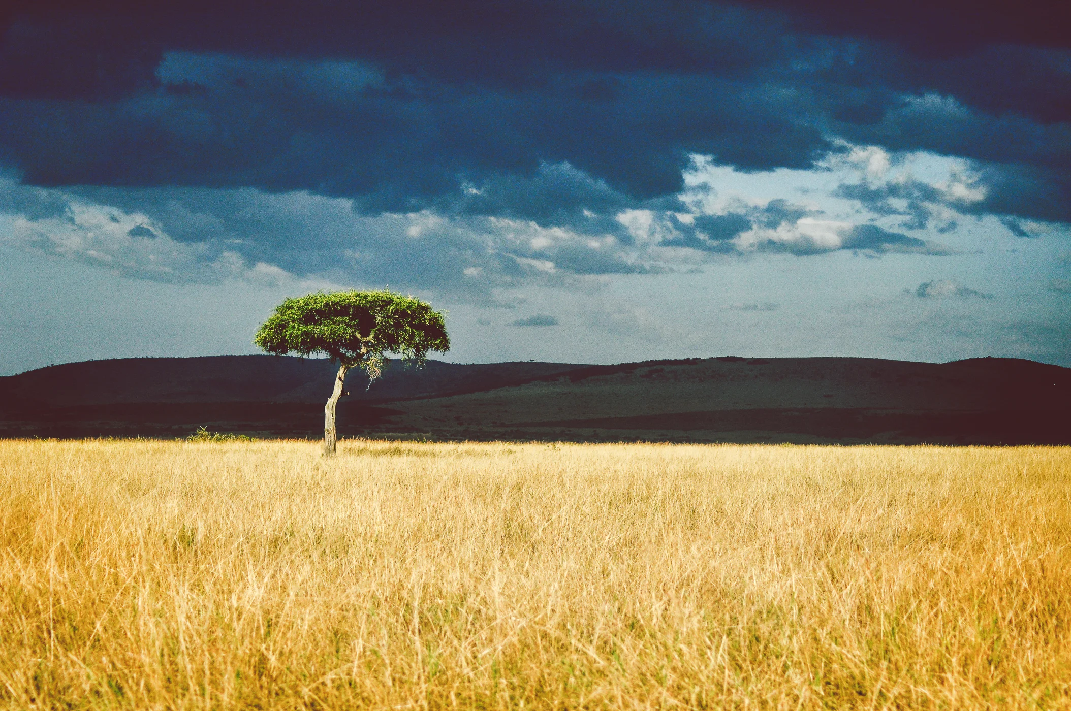 TreeSkyed-2.jpg