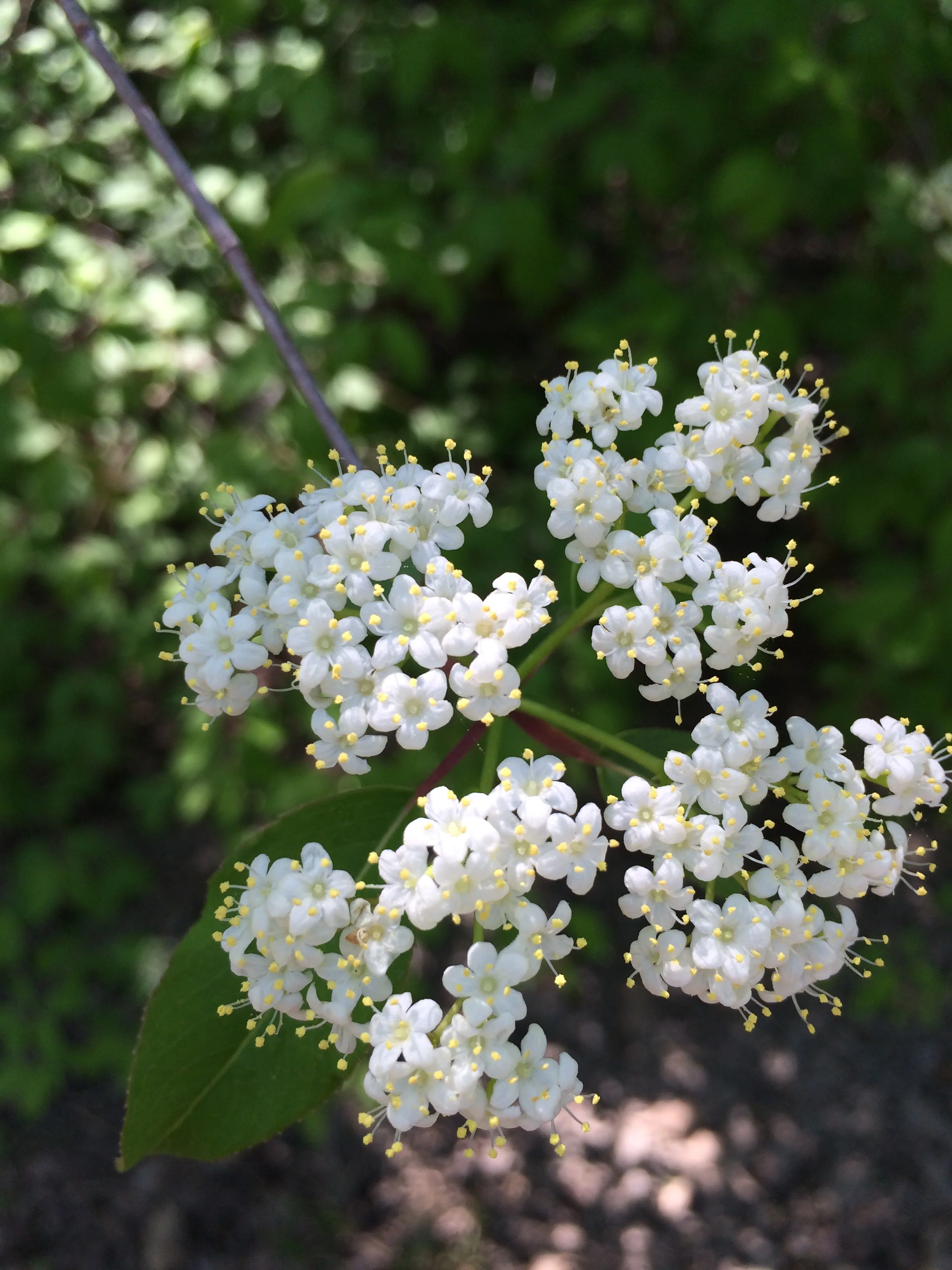 (128)  Defense - Opening Leads: Rule of 10 or 12 (3rd or 5th Best Leads)