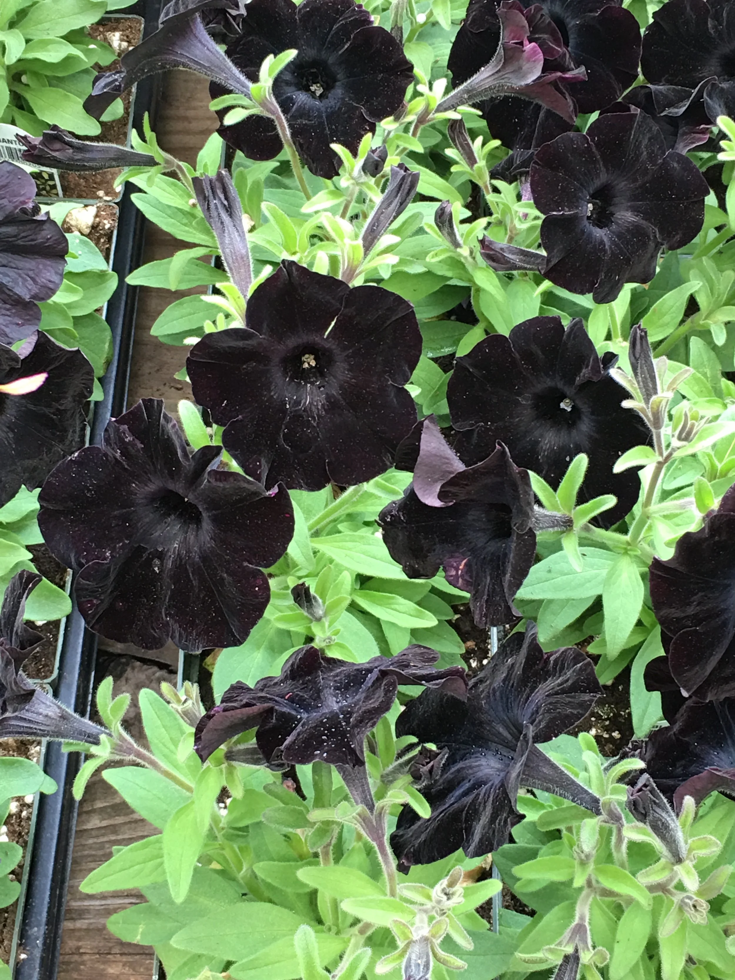 (198) Doubles: Anti-Lead Directing Doubles