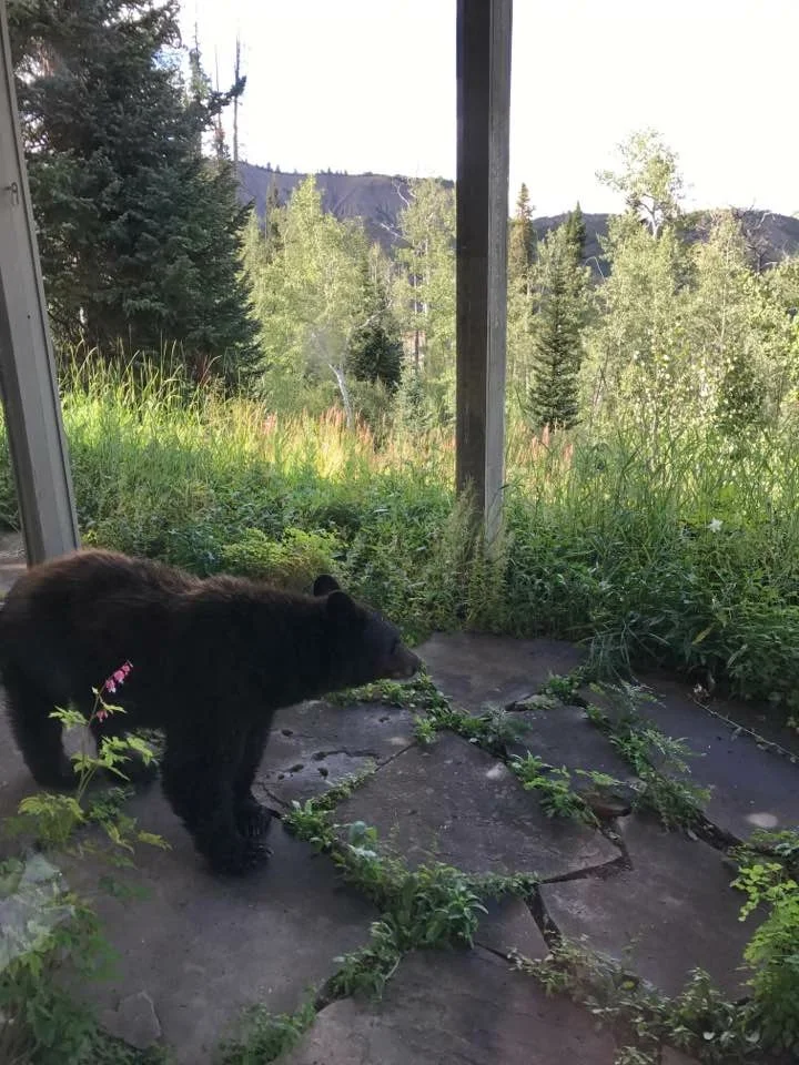 (208) Defense:  Figuring Out Declarer's Hand - Asking Questions