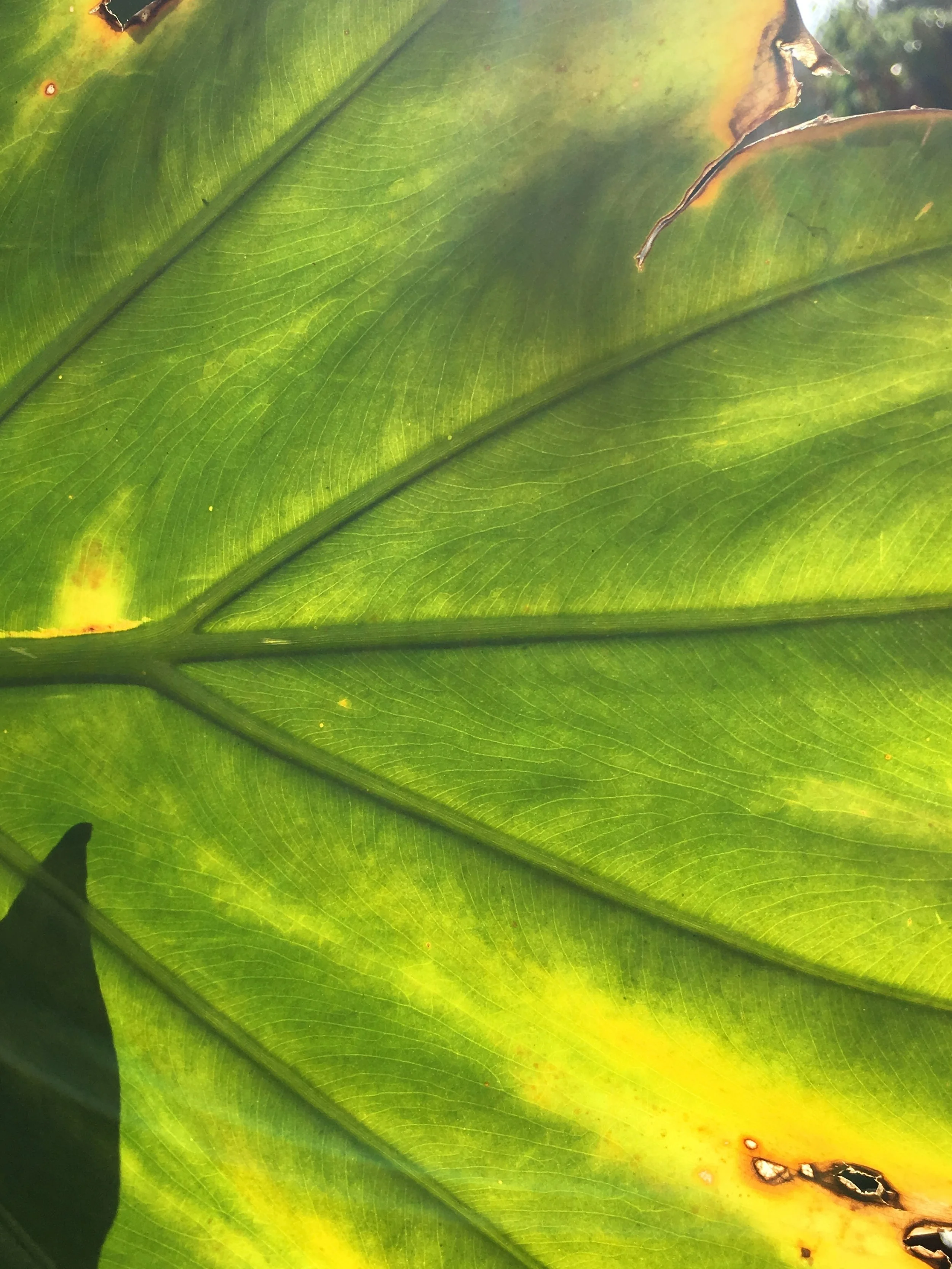 (242) Trump Suit Management