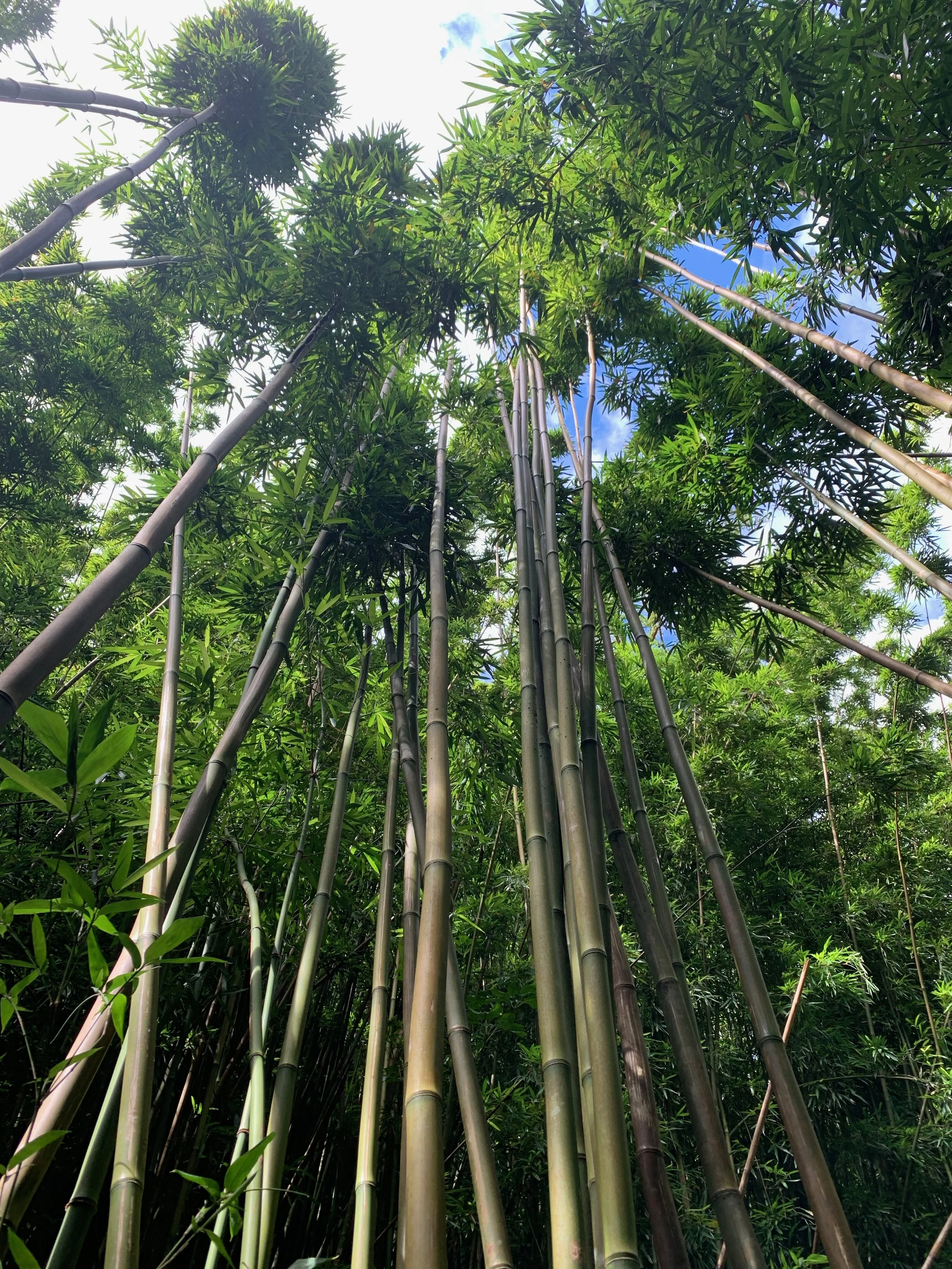 (262) Making Use of the 3-Level