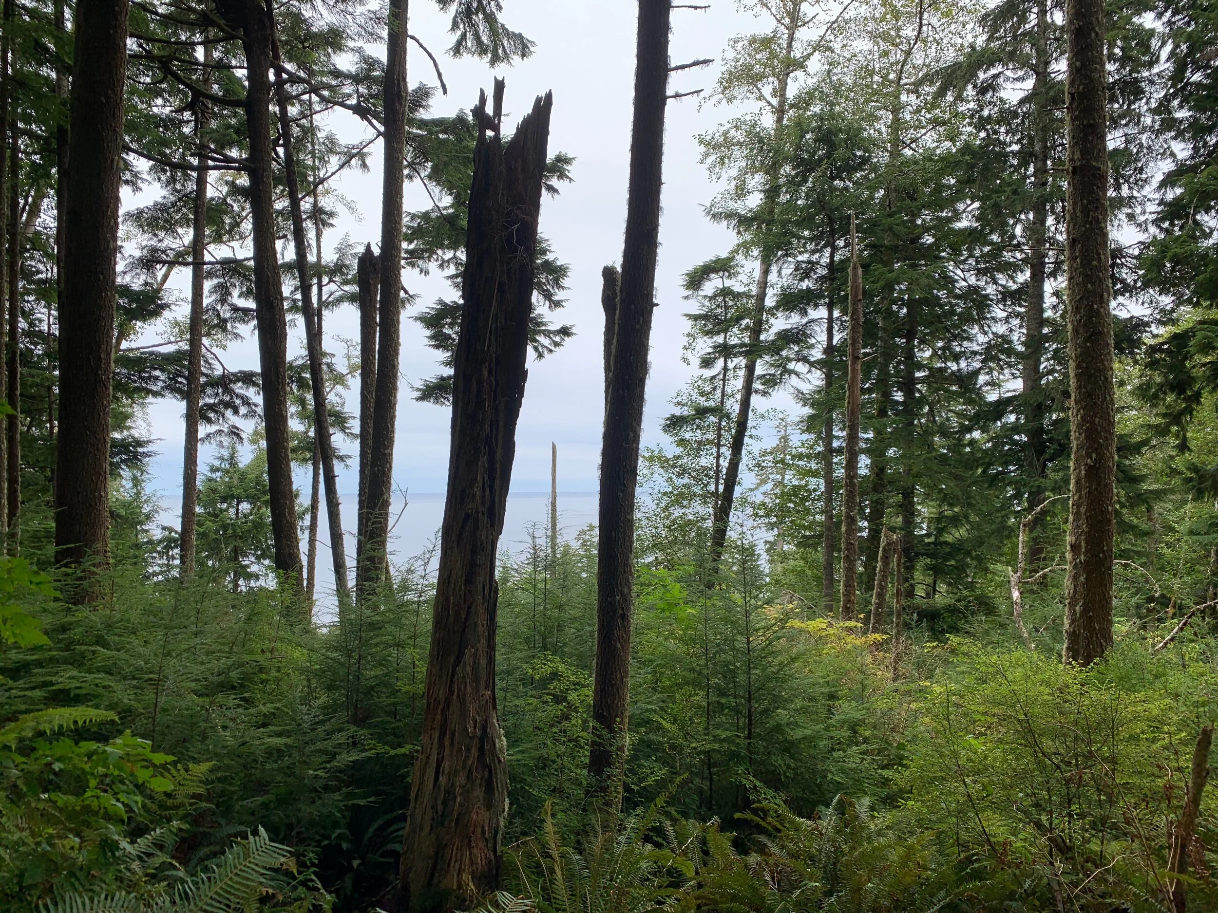 (302) Responding to 3-Level Preempts