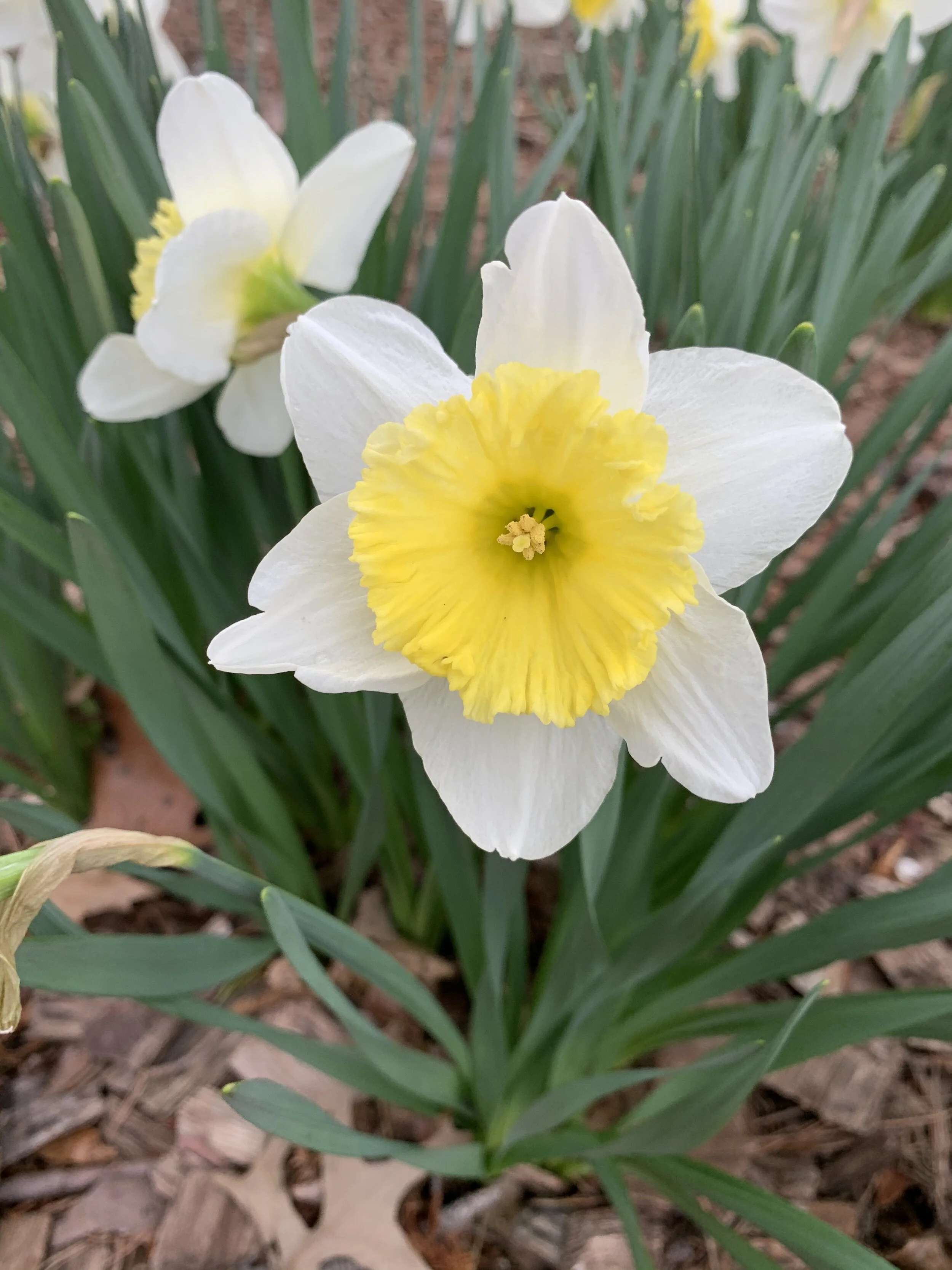 (311) The Forcing Defense