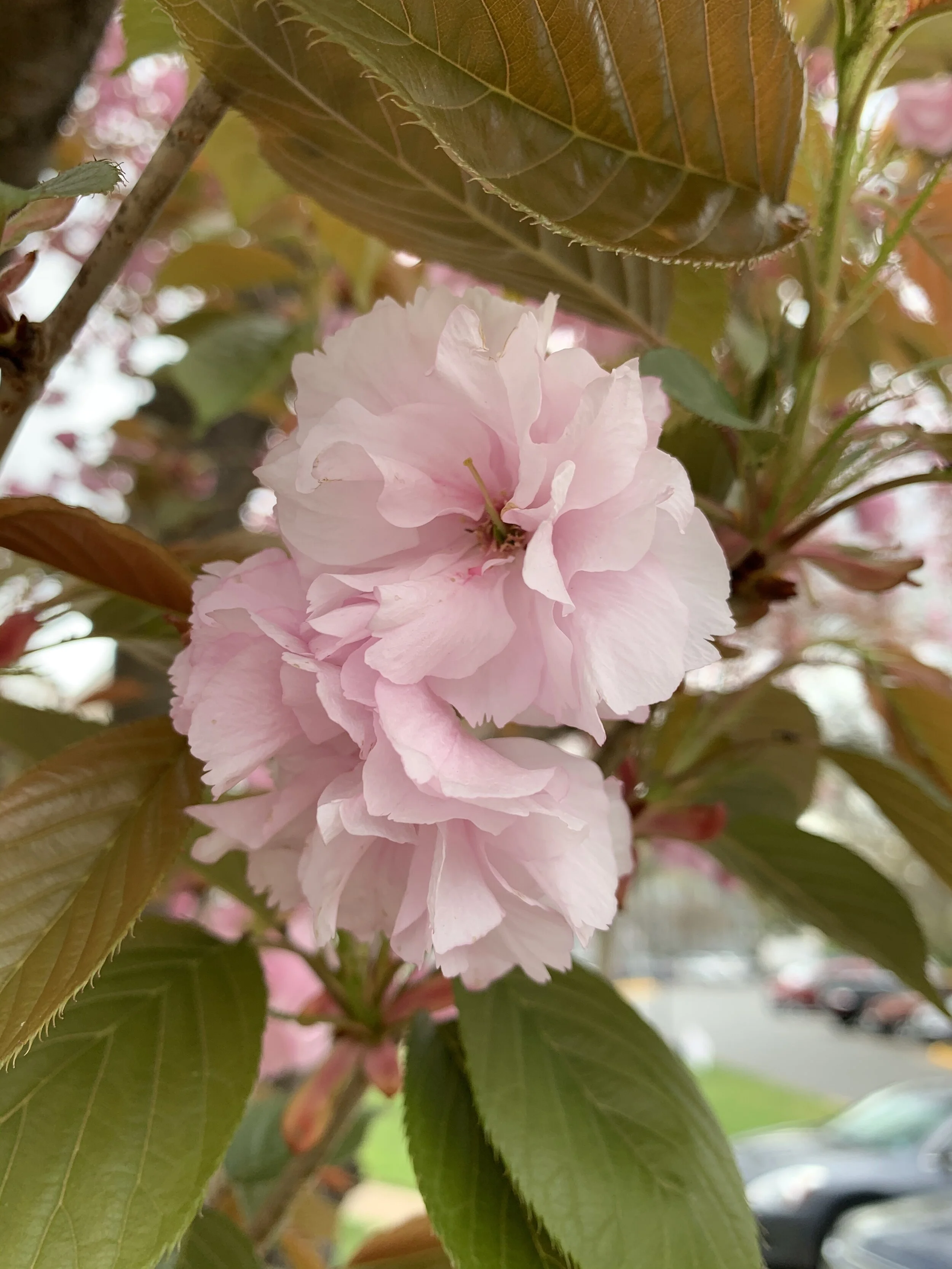 (312) Responding to 1NT with a Weak Hand 