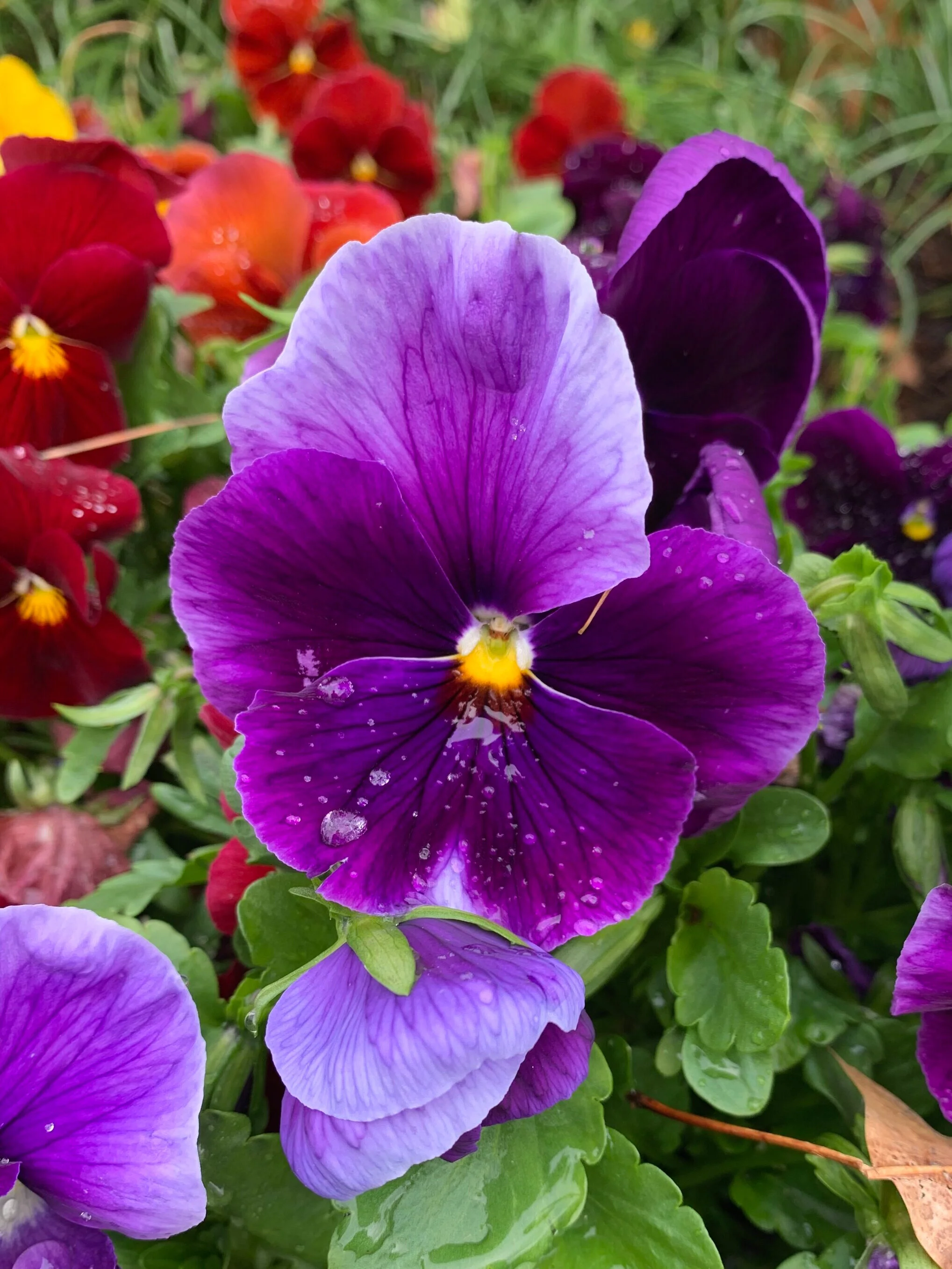 (314)  Responding to 1NT with a Game Forcing Hand