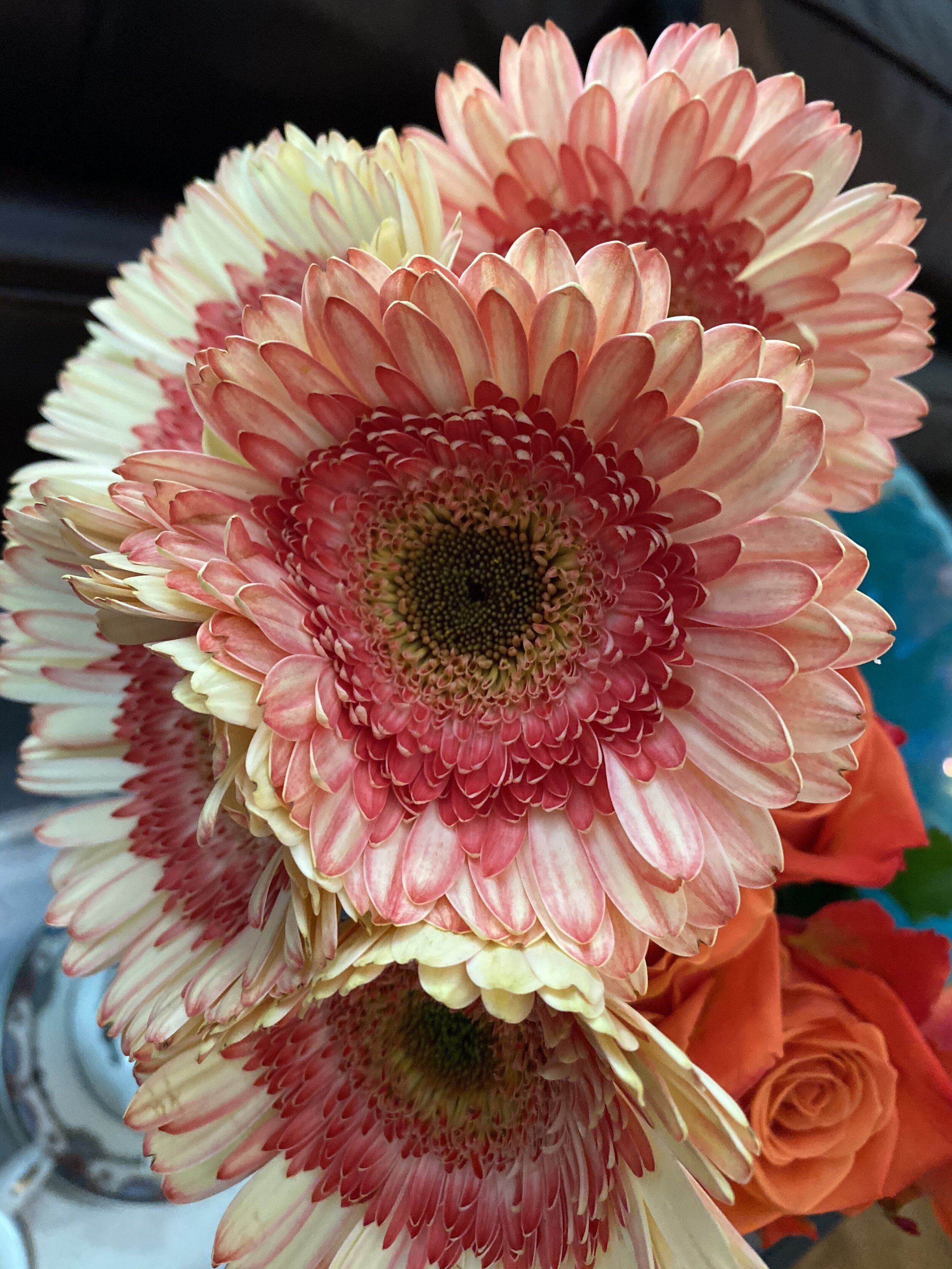 (317) Responding to 1NT with a 5-card Major and a 4+card Minor