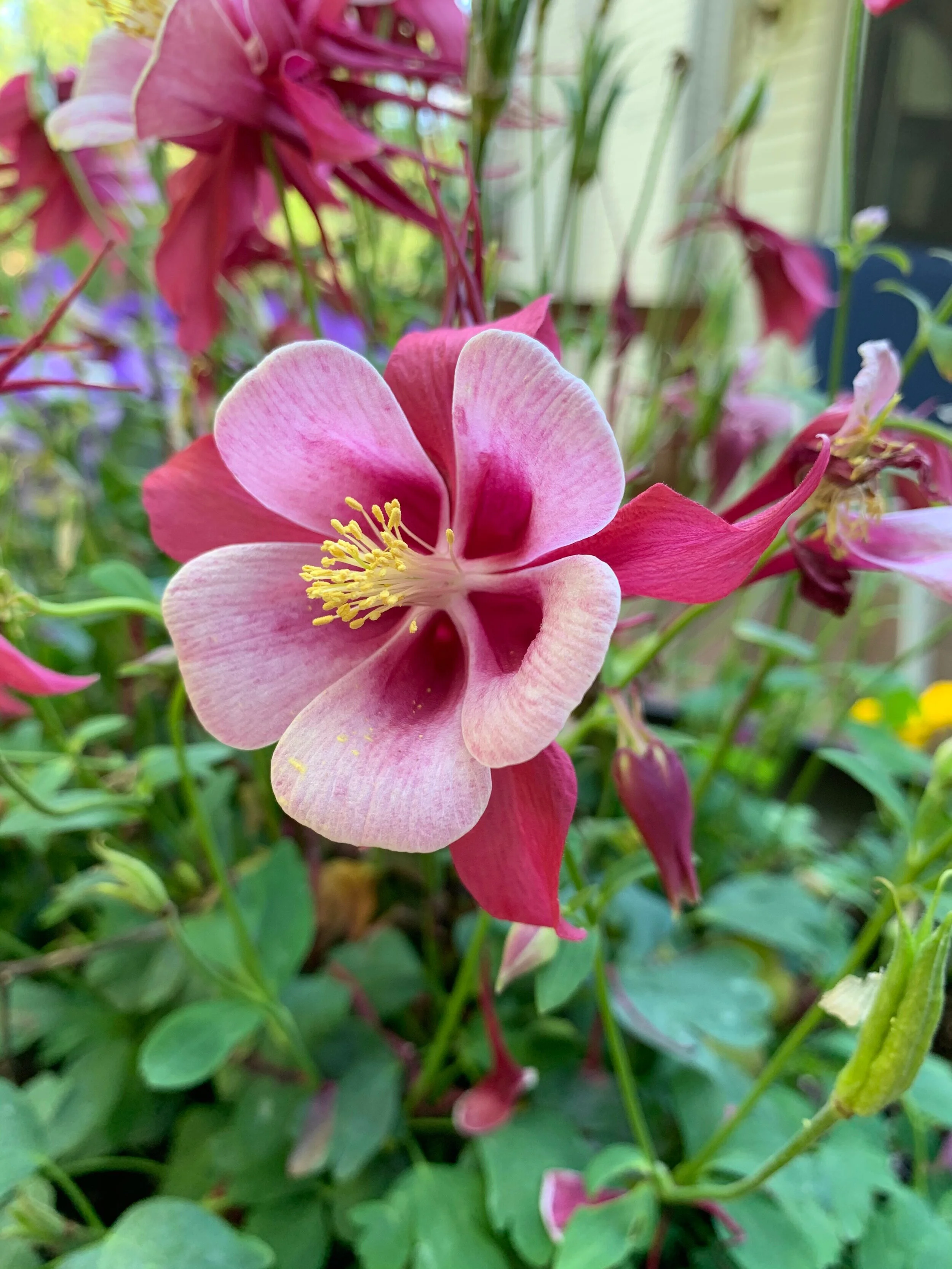 (319) Responding to 1NT in Competition