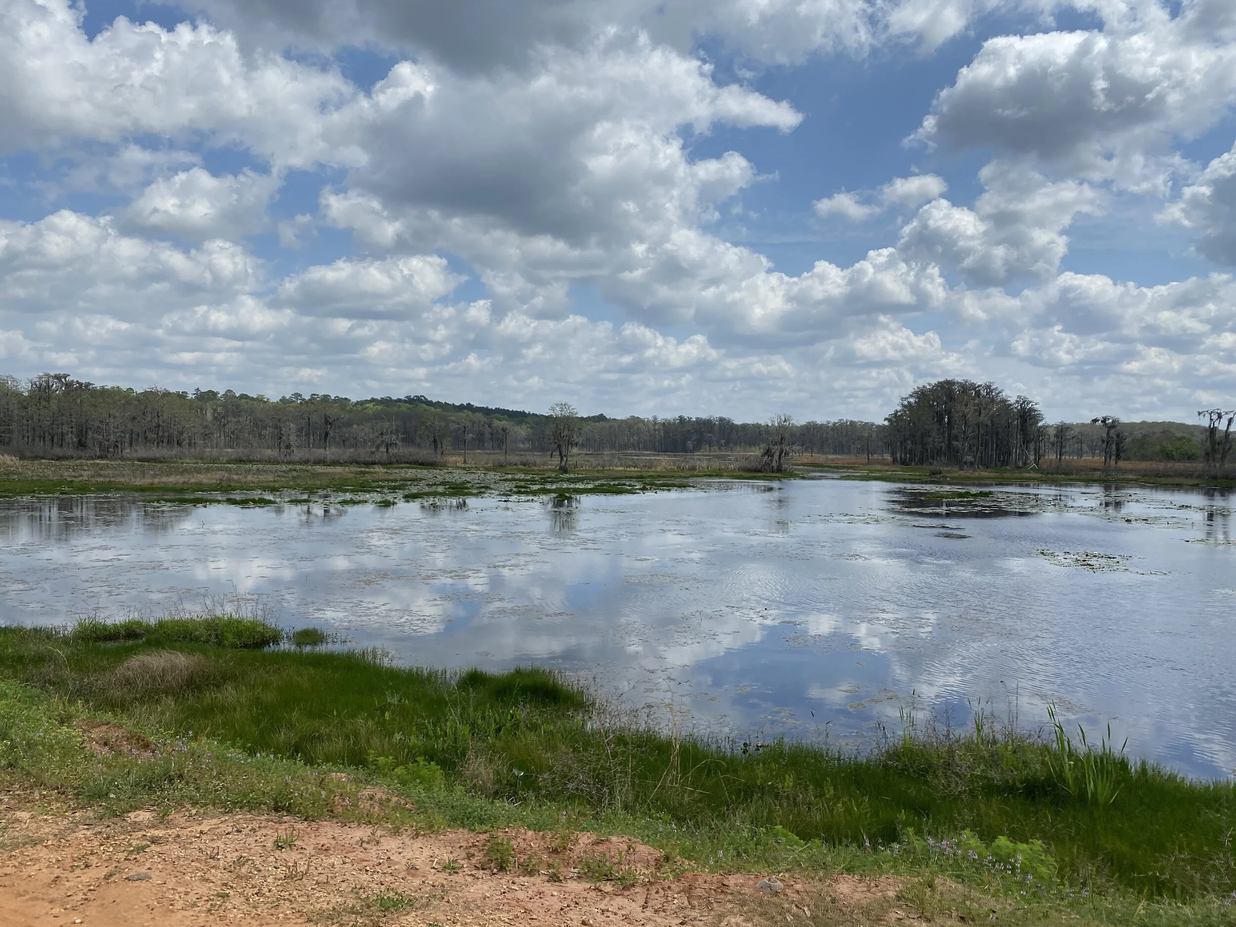 (324)  Sandwich Seat Overcalls