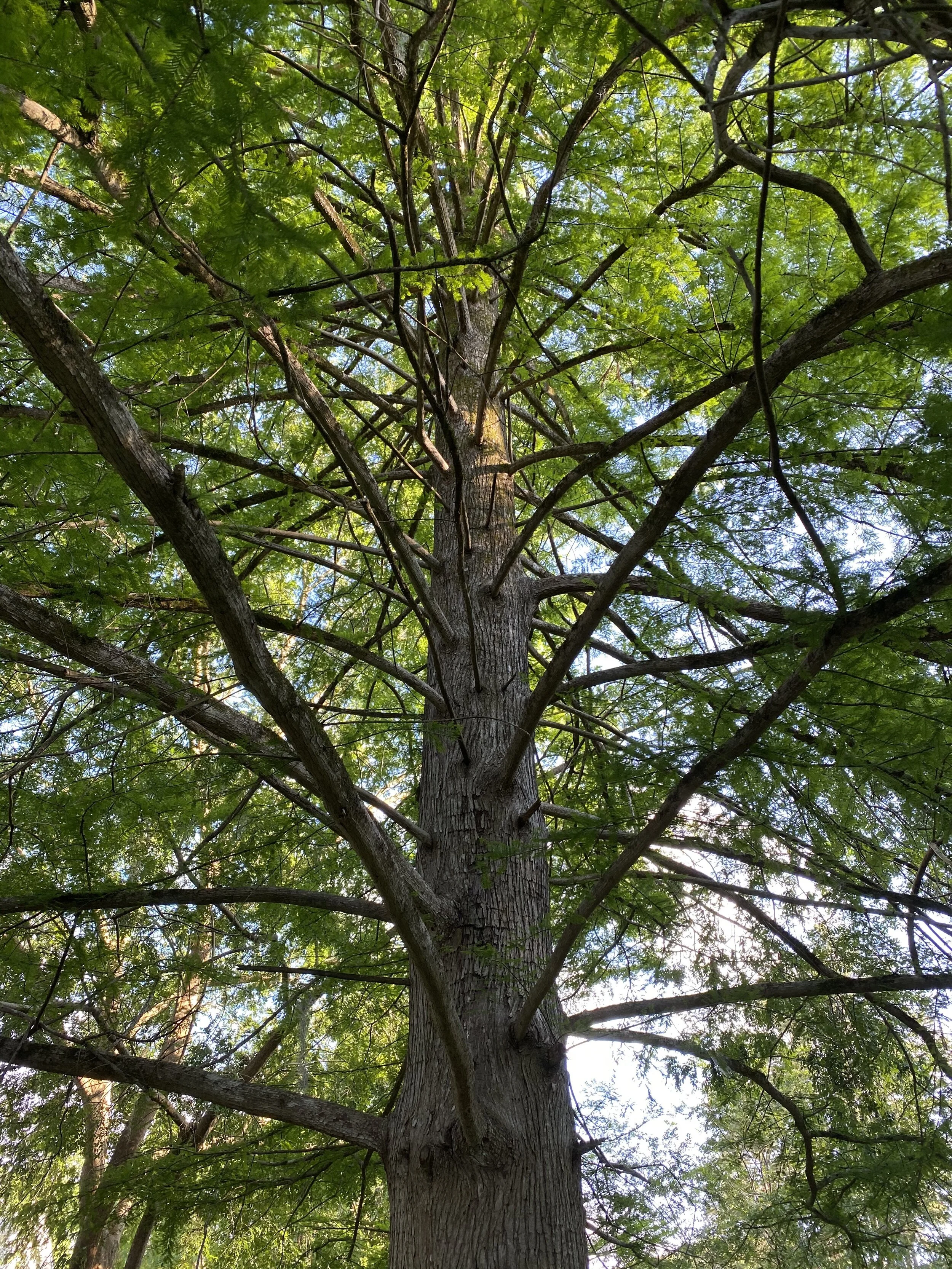 (329) Counting Points - Before the Auction Begins