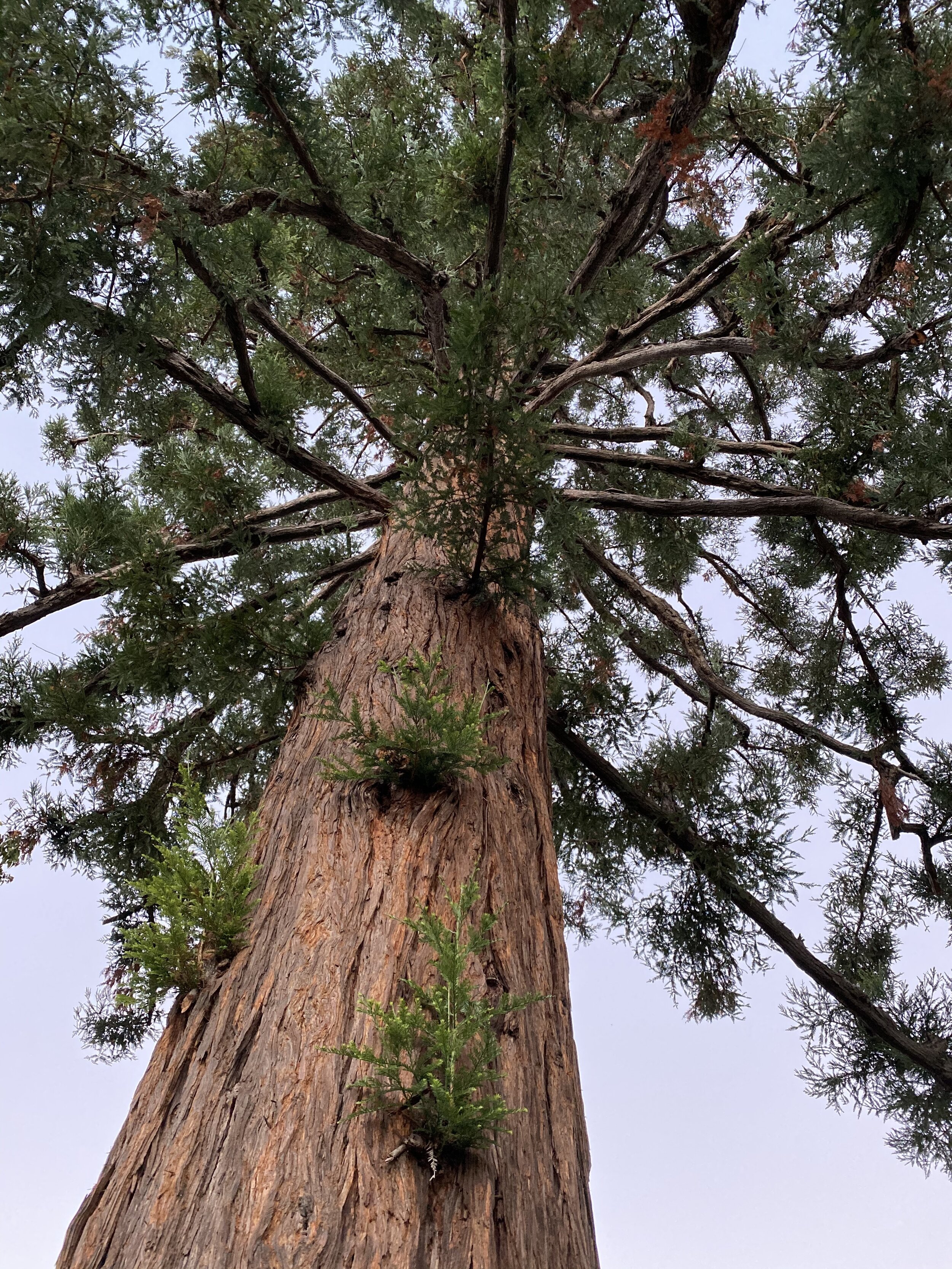 (331)  Counting Points - When the Opponents Bid