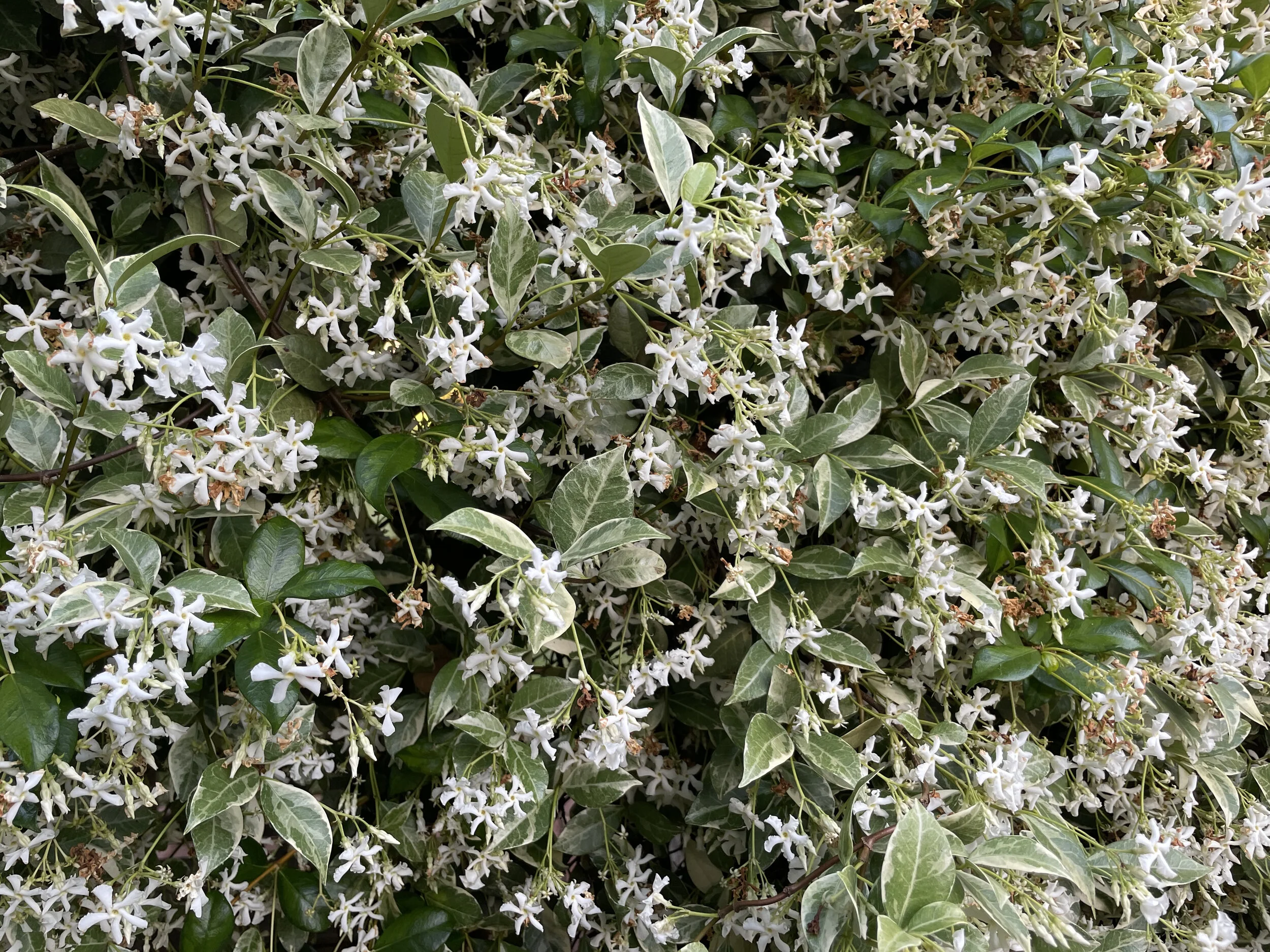 (369)  2 over 1 Game Forcing Responses