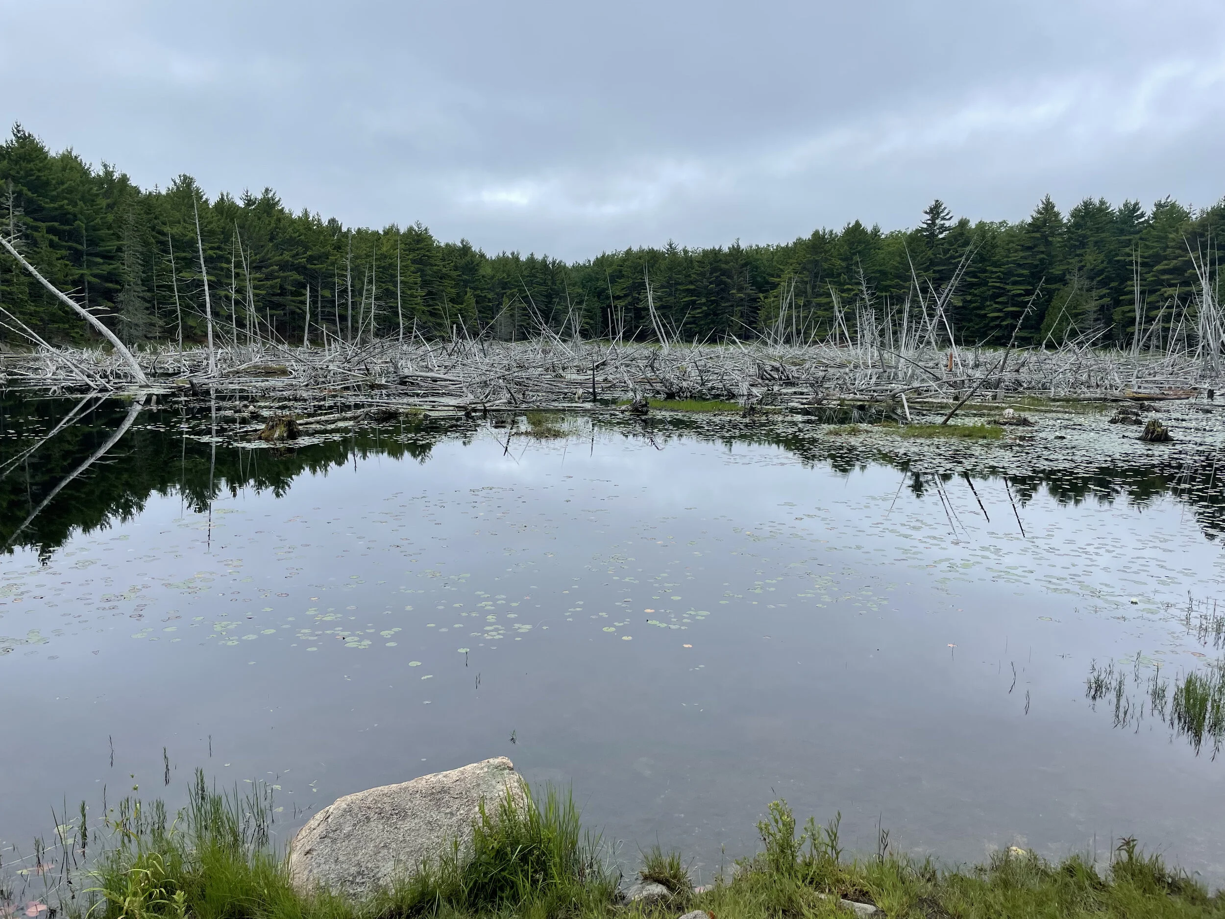 (380)  Raising Partner's Suit:  DIrect Overcalls