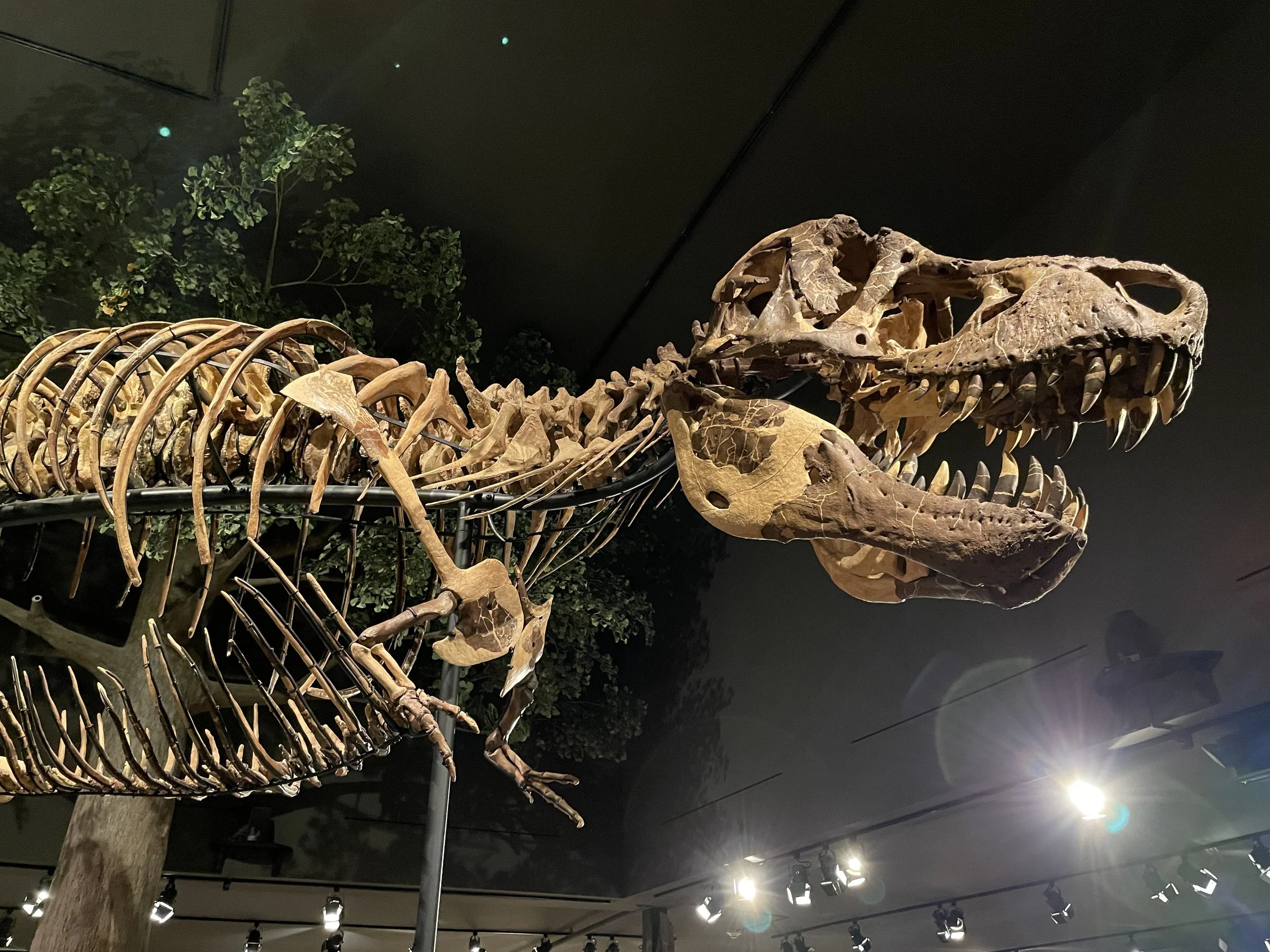 (397)  Opening Leads: Always Lead Partner's Suit?