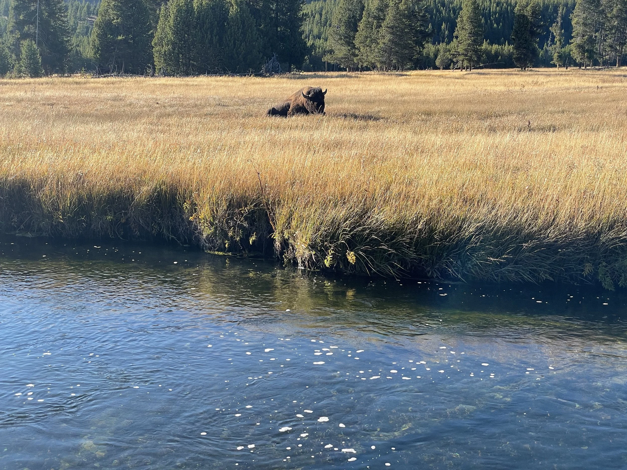 (401)  Opening Leads:   Interpreting Partner's Lead