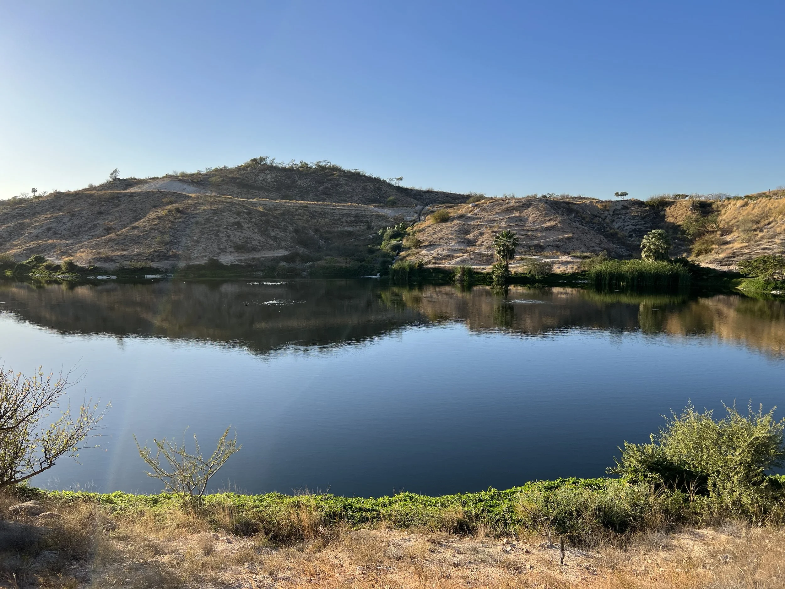 (417) Lebensohl over Reverses