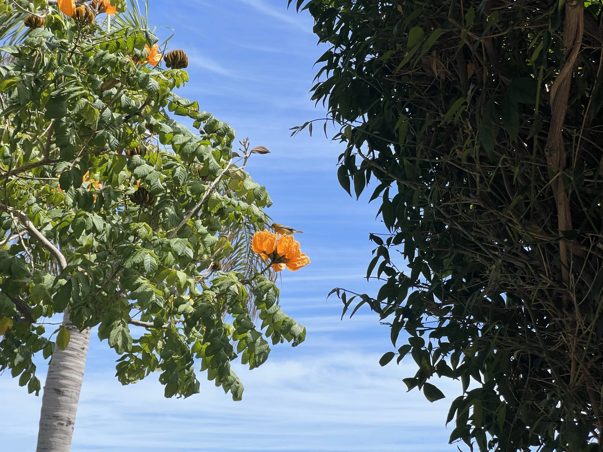 (425)  2/1:  Using NT Rebids in 2/1 Auctions