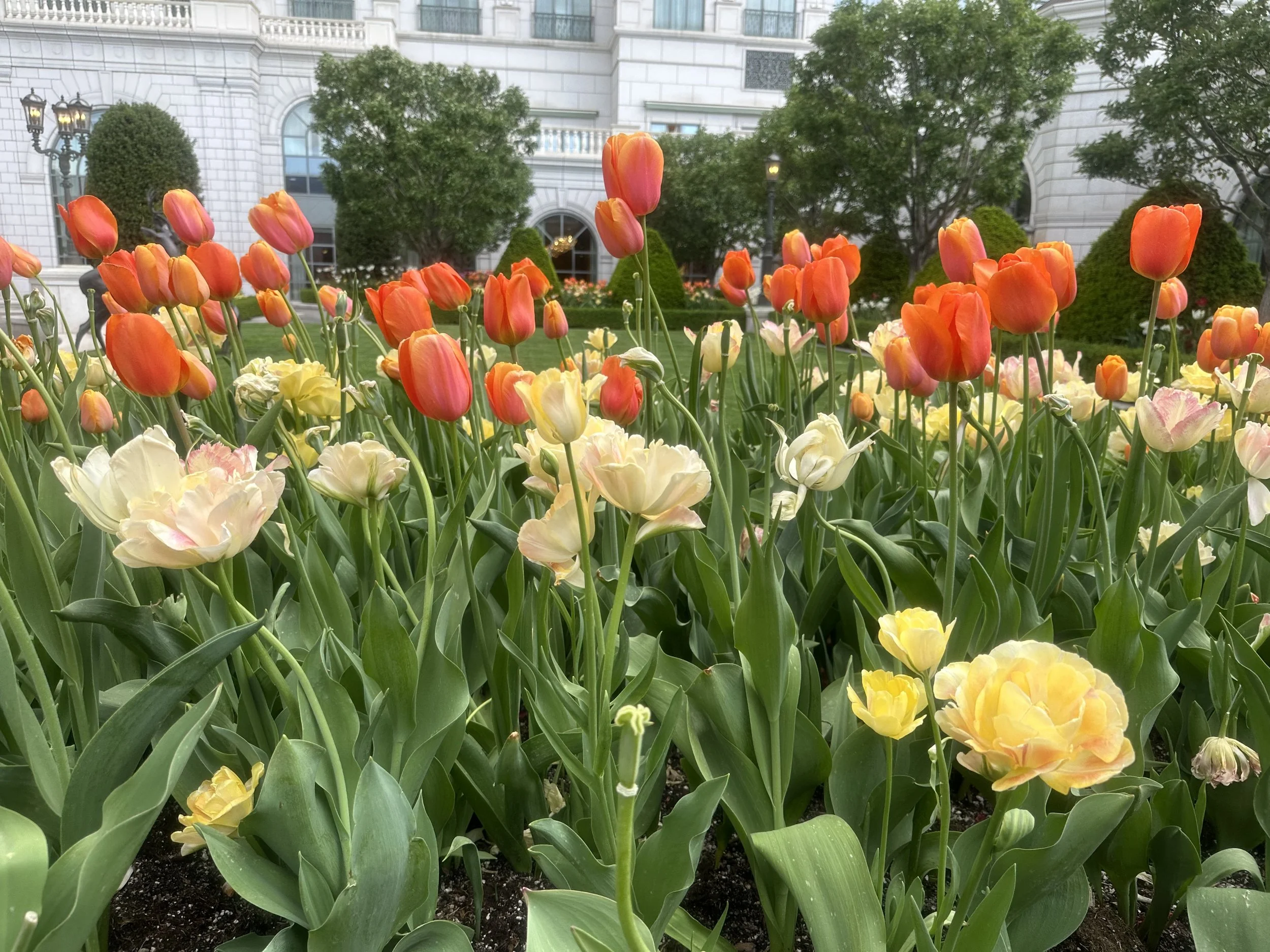 (478)   Defensive Carding: Dummy has Qxx+