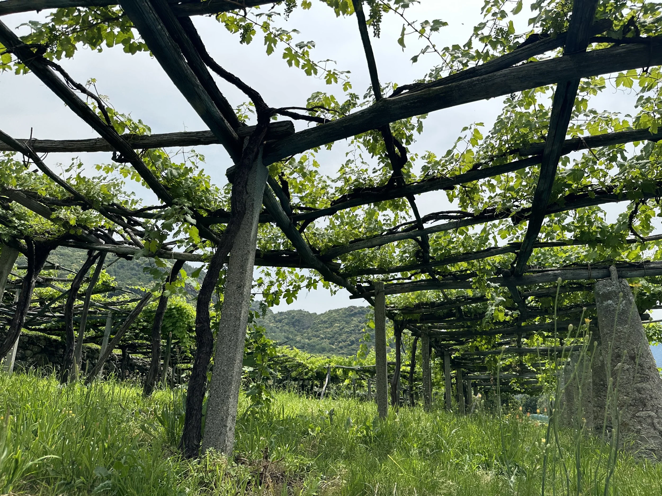 (481)   Competitive Bidding: Unusual 2NT