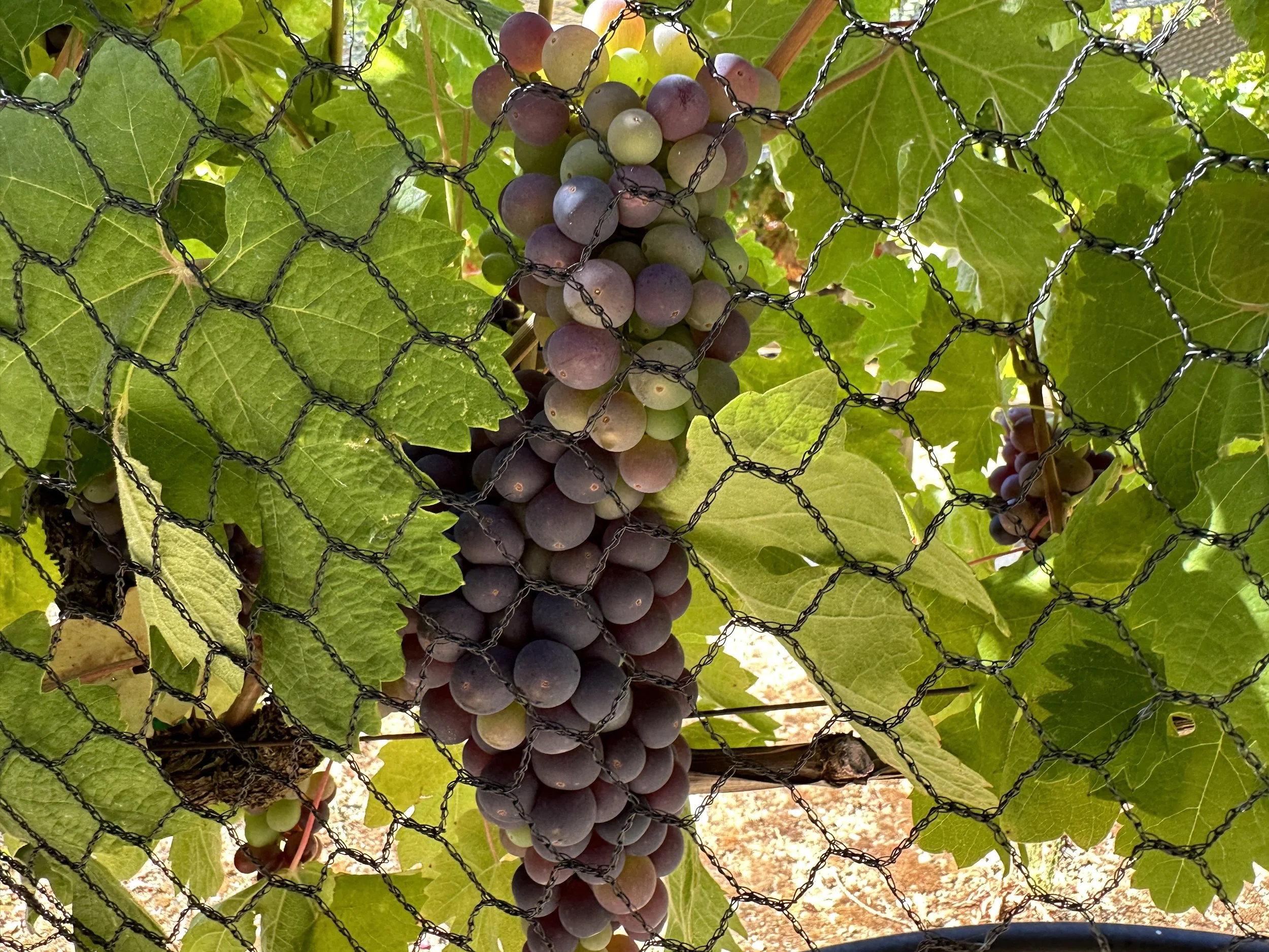 (502) Middle of the Hand Defense: Splitting Honors on Defense