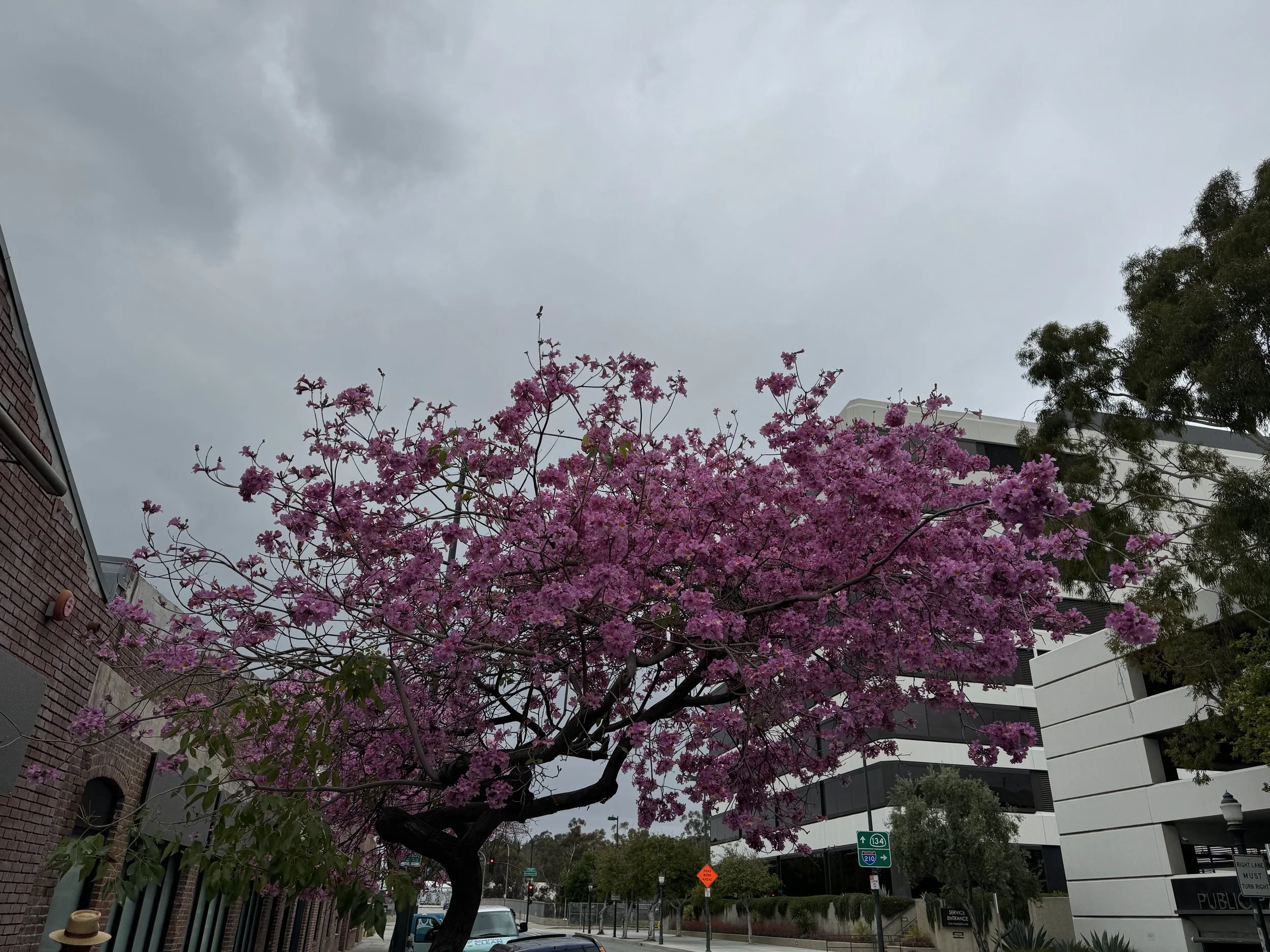 (529) Fits and More: 2NT Trump Suit Game Try - Spiral